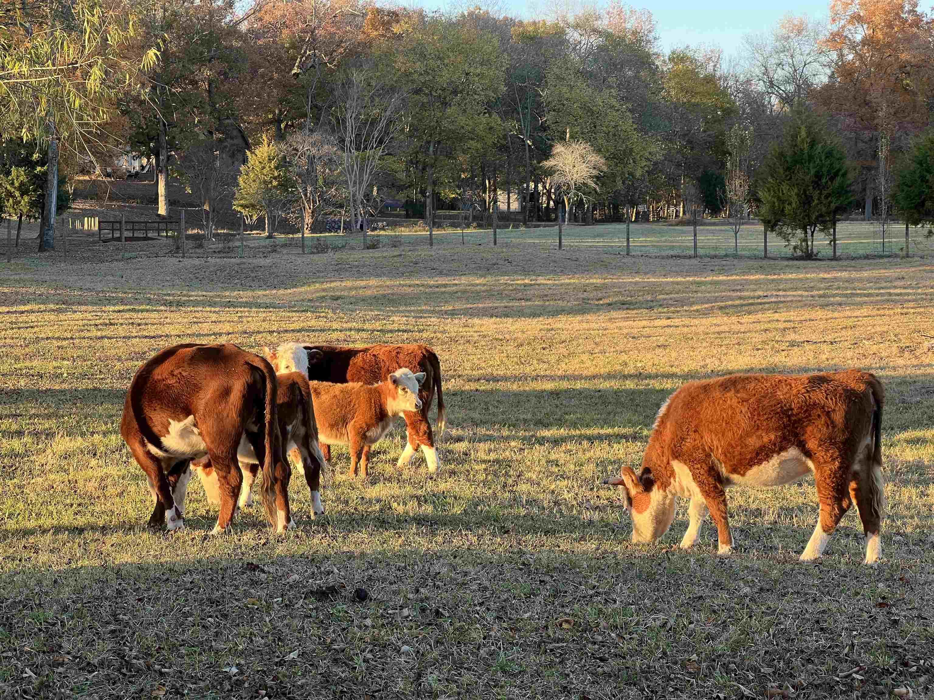 Metes & Bounds - Farm