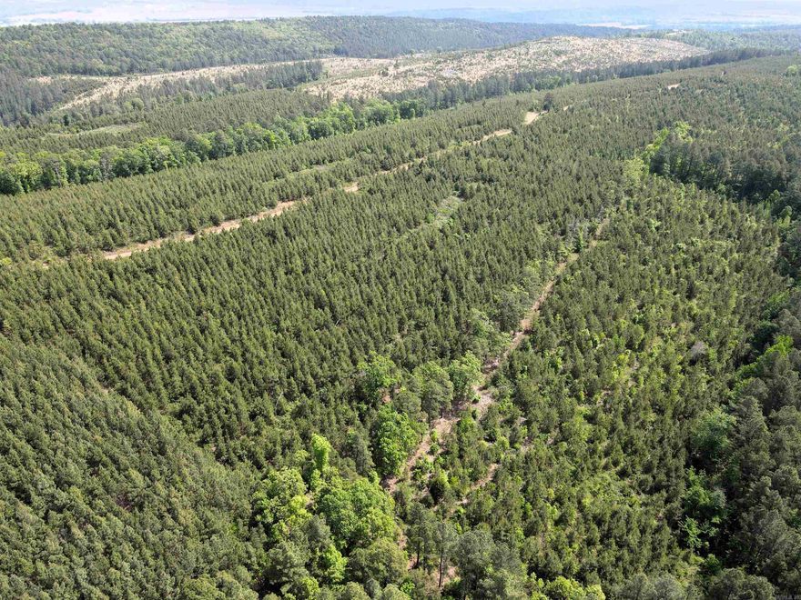 - 40 +/- acres of mixed aged timber - Deeded easement access - 90% pine plantation, 10 % mature hardwood timber - No restrictions - Great hunting - Wet weather creek - Numerous build sites for off grid living or camping - Gated entry for access control and security - 6 miles to Bigelow - 15 miles to Conway
