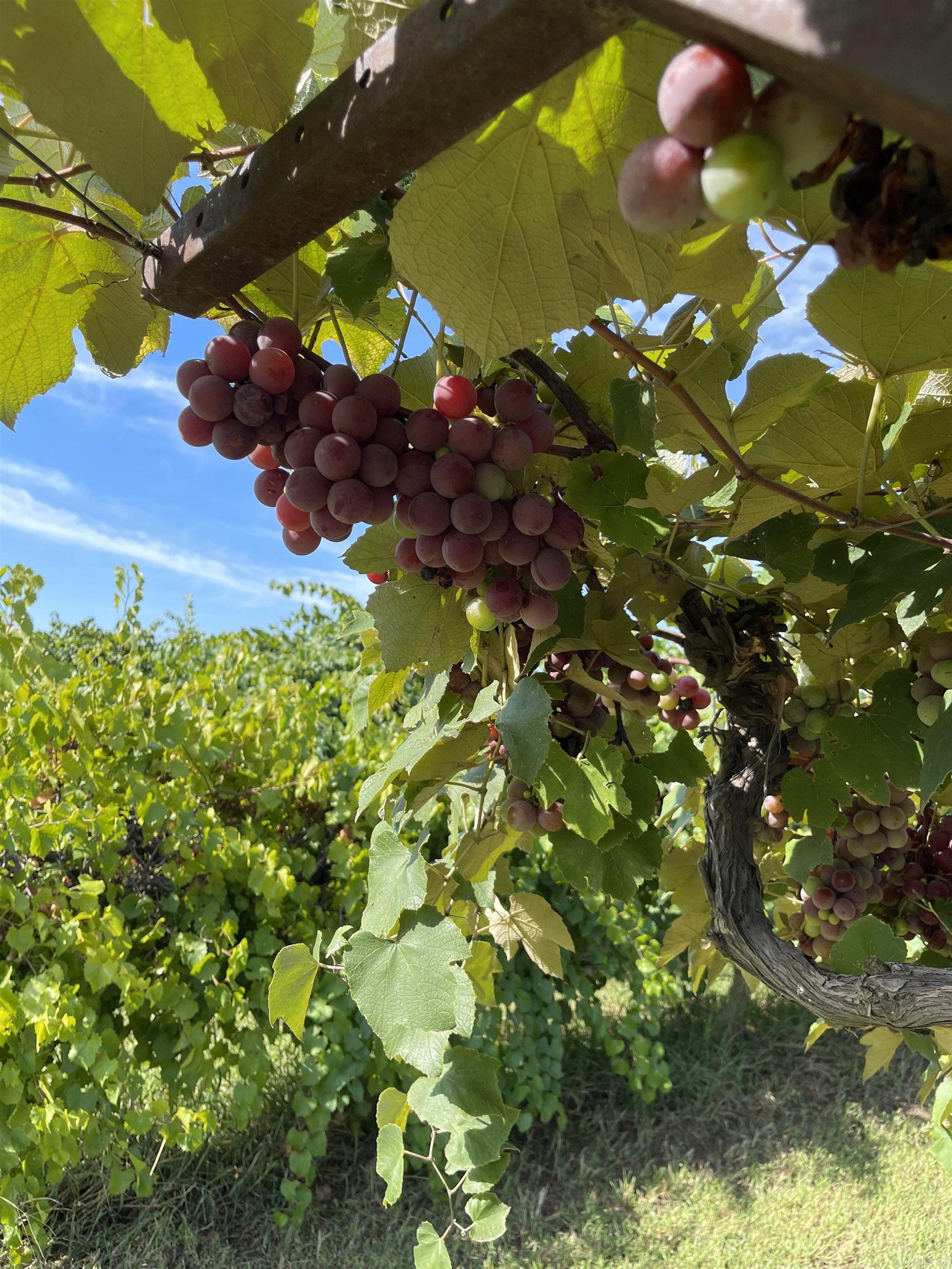 Franklin - Residential