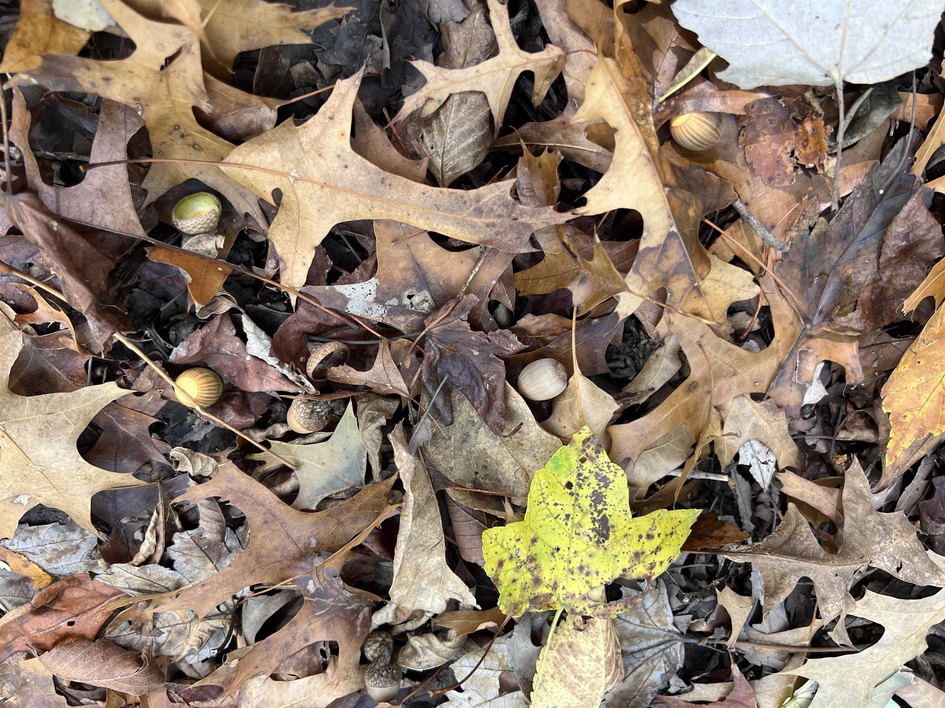 Metes & Bounds - Land