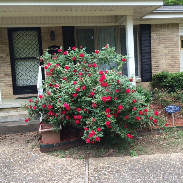 Lindenwood - Residential