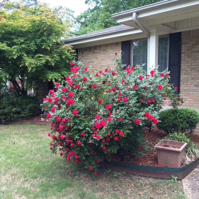 Lindenwood - Residential