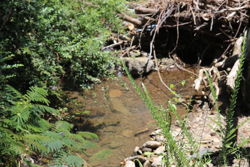 For Sale: 15.7 Acres of Prime Wooded Land in Clinton, Arkansas! Discover your slice of paradise with this stunning 15.7-acre wooded property, perfect for outdoor enthusiasts and hunters alike! Property just had a new road put in for easy access. Nestled at the end of a peaceful country road, this secluded haven offers excellent privacy while being just 10 minutes from downtown Clinton, where you can enjoy fantastic shopping and dining options. Key Features: Abundant wildlife including deer, birds, turkeys, and more Ideal building site with no restrictions—perfect for RVs, mobile homes, or a new home Power and water readily available Pretty Flowing Creek on property.  Listed at an unbeatable price of $60,000, this property is a rare find! Don’t miss your chance to own this beautiful land. For more information, contact Shawn and Hannah Davidson with United Country Central Ozarks Real Estate at 501-680-5951. Your dream getaway awaits!