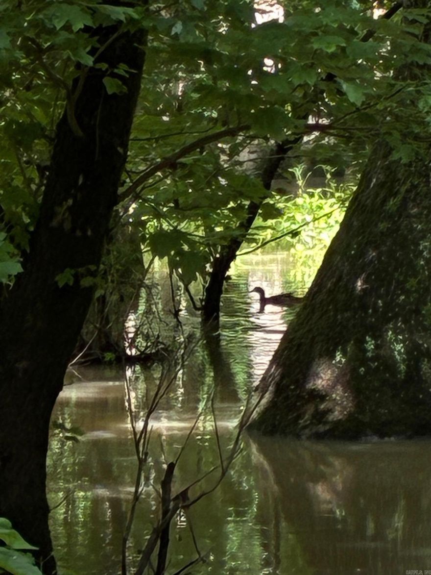Bayou Deview Property  Located in a great waterfowl flyway in Woodruff County, AR.  This property has buzzard lake and bayou deview going thru it.    With high numbers of ducks in the area and large Whitetail Bucks, it is sure to be a one of a kind available property.  It has a perfect setting for a lodge to be built just off the county road and opportunity for improvements to be made.