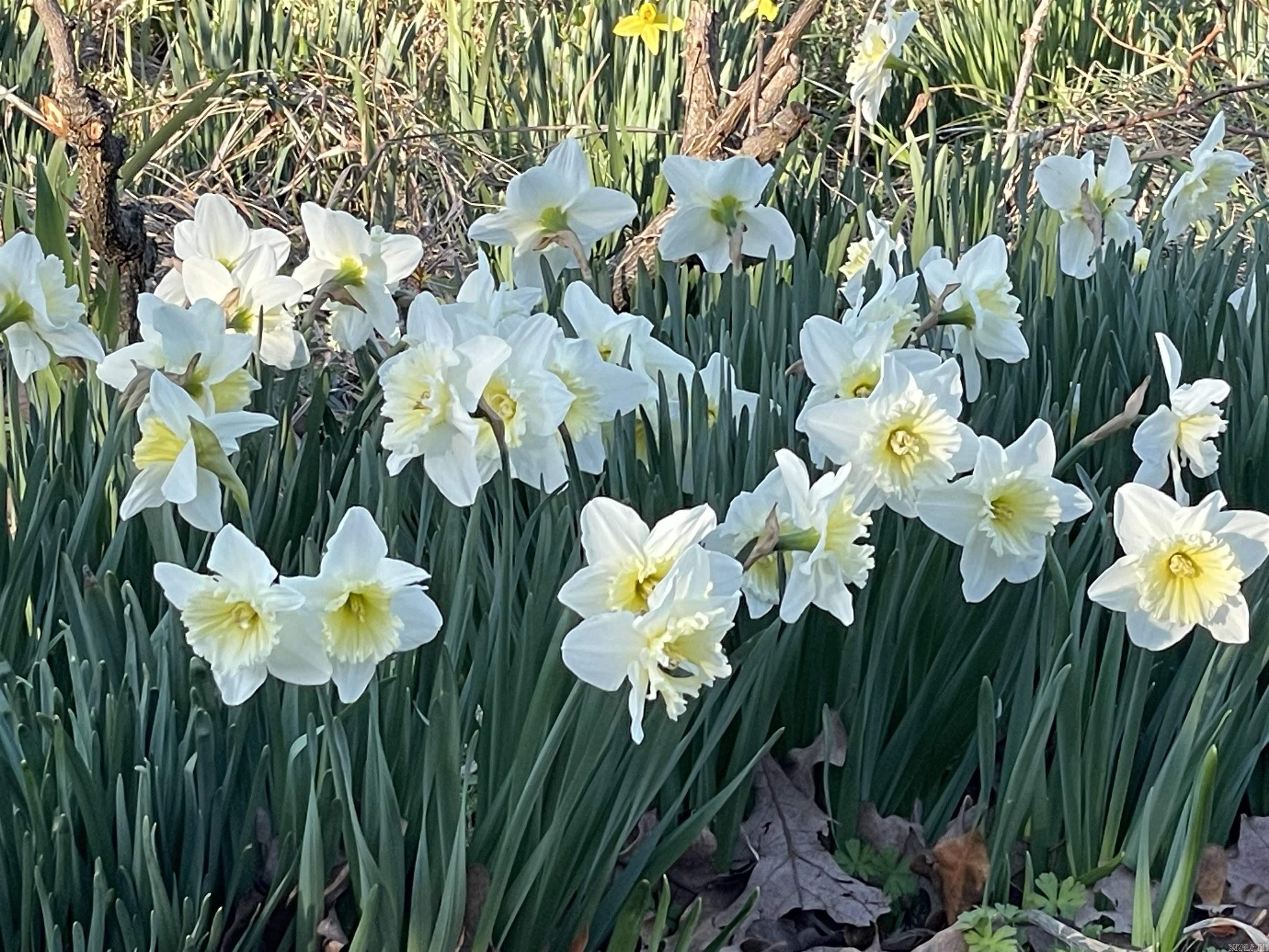 EAST PULASKI HGTS - Residential