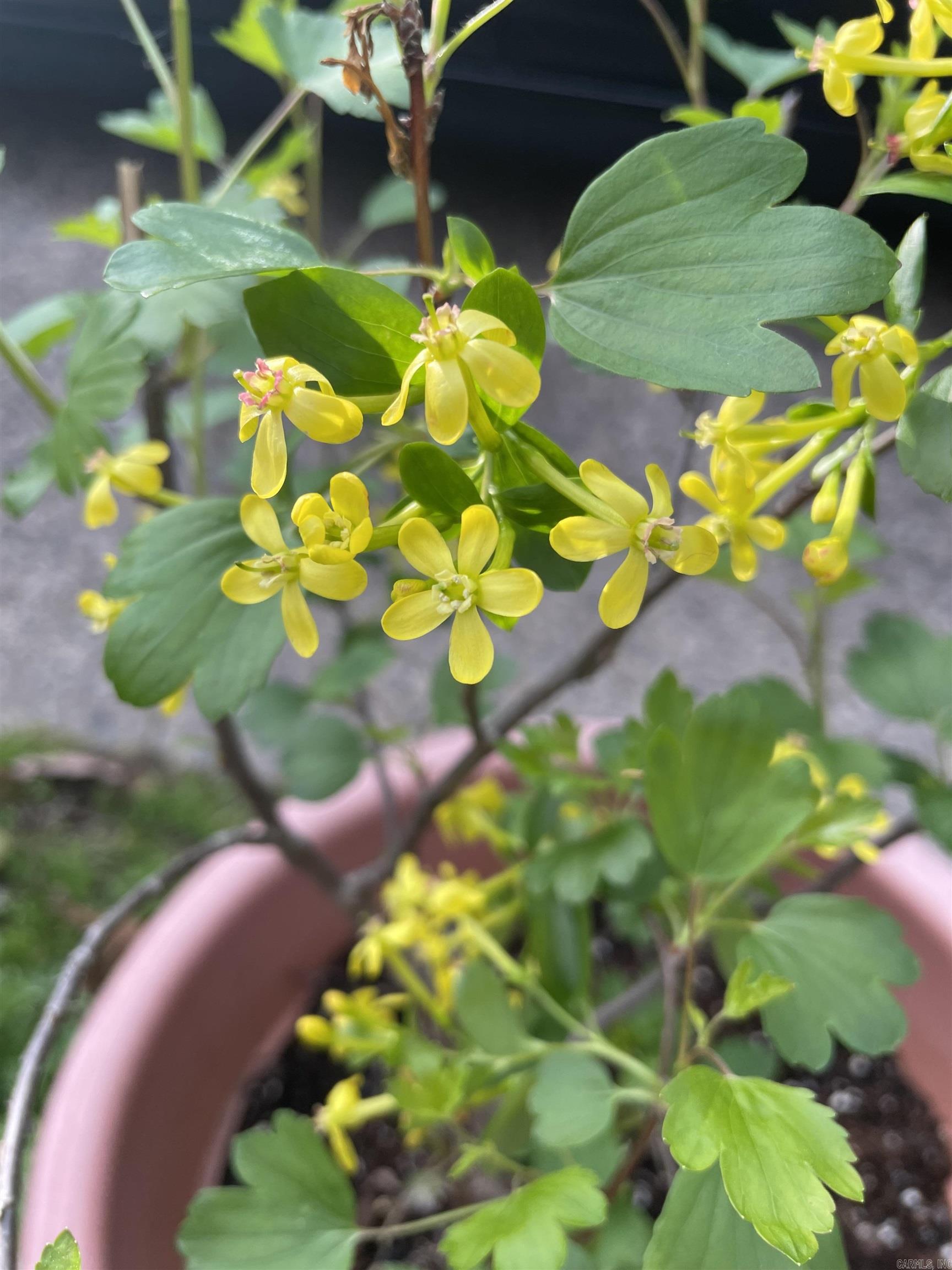 EAST PULASKI HGTS - Residential