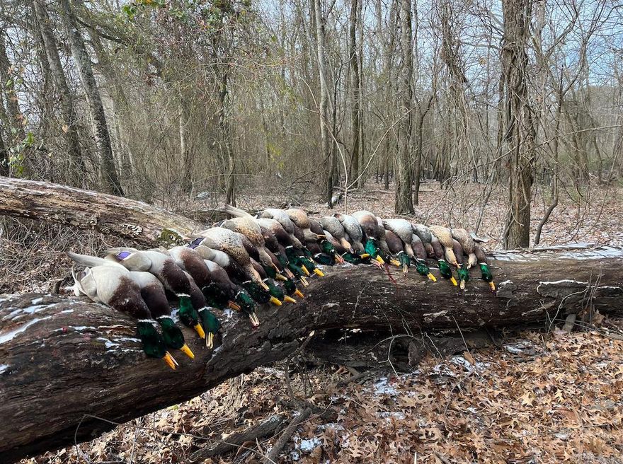 The White River Bottoms encompasses 1,623± contiguous acres with nearly 10 miles of White River frontage, one of the largest privately held stretches along this corridor. Positioned between Fowler’s Point and the historic Pioneer Farm, the property occupies a desirable section known for exceptional wildlife.  The landscape offers open river bottoms, seasonal wetlands, and scattered timber, creating strong edge habitat and natural travel corridors. This diversity supports trophy whitetail deer and excellent waterfowl hunting when seasonal floods push birds into the bottoms.  Bordered by U.S. Fish & Wildlife Service land and a state Wildlife Management Area across the river, surrounding conservation ground expands habitat while limiting pressure. Two wells allow supplemental flooding during low water, while high water enhances duck habitat.  The offering consists of three privately owned tracts marketed together as one contiguous holding, with acquisition flexibility. (A new lodge on 11± acres is available separately.)  Large-scale properties with this frontage, habitat diversity, and proven deer and duck history are rare along the White River, making this a legacy opportunity.