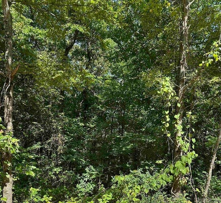 3.5 ACRES HEBER SPRINGS ROAD, LOCUST GROVE, AR 72550 - Image 5e1f9e1820b05eddc49eb024f5e6ccd1/3507089176
