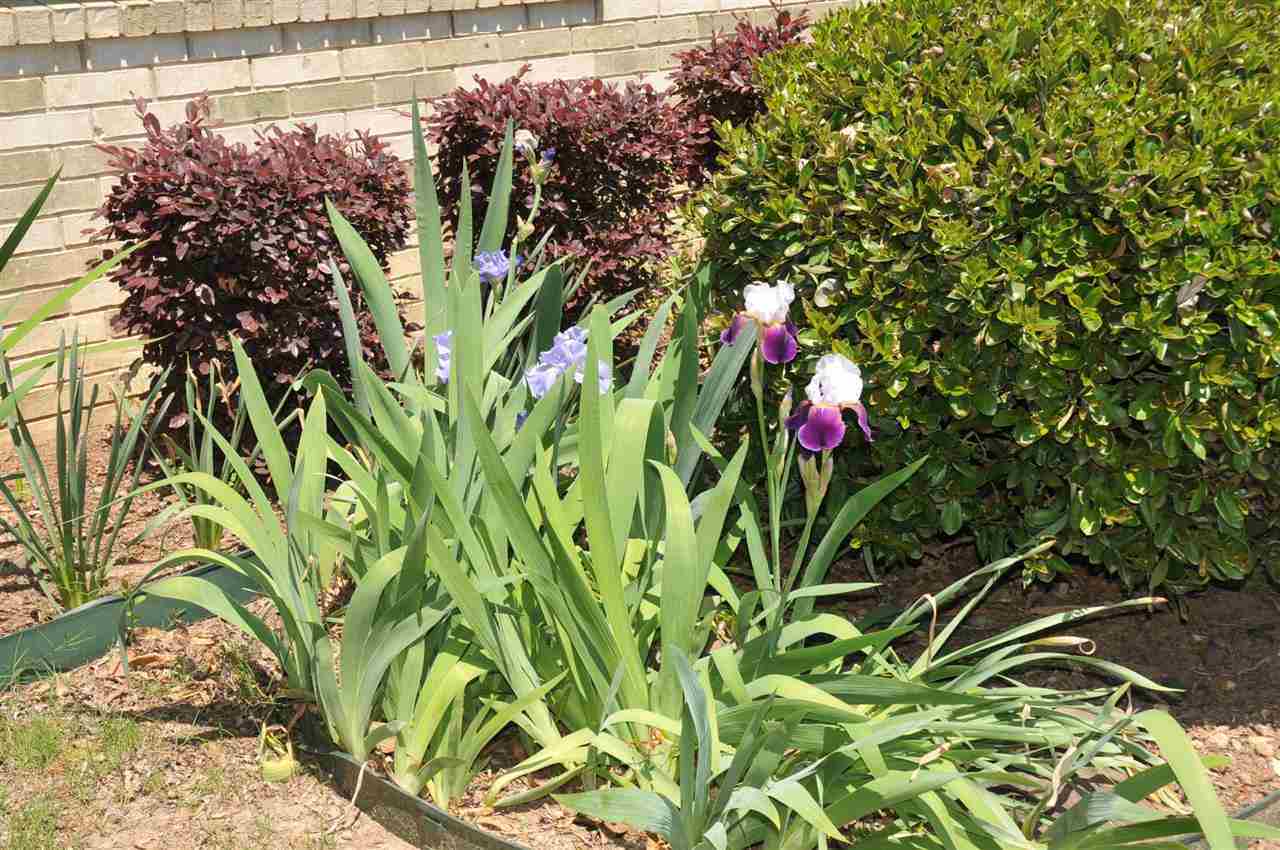 CEDARIDGE - Residential