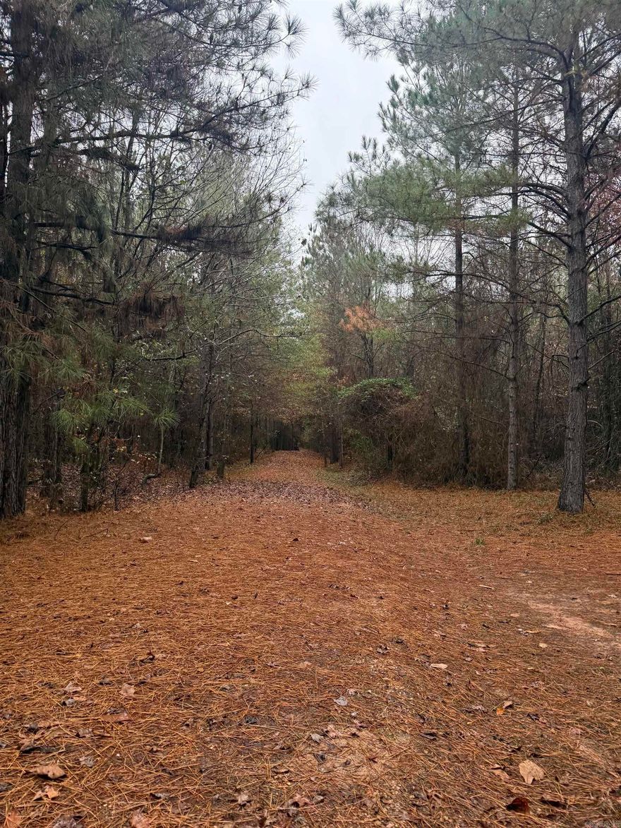 Timberland investment, two separate parcels, one containing 40 acres of planted pine timber and one containing 80 acres of planted pine timber.  Total 120 acres, in Sevier County. Contact listing agent for more information.