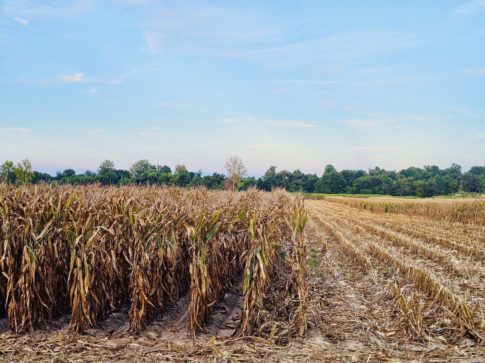 Not in Subdivision - Farm