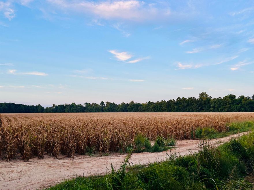 Farm is 165 acres +/-, with 150 acres +/- of precision leveled, irrigated, and ditched, row crop land, and 15 acres +/- woods wetland. Two 3,000 bushel grain bins with 2 augers and fan that serve both bins. Three deep wells, along with three risers, provide irrigation to all 165 acres. Versatile soil consisting mainly of fountain silt loam, with some sandy areas, supporting principal potential crops of cotton, corn, soybeans, wheat, milo (grain sorghum), and peanuts. Five partials totaling 165 acres +/- ($10,500 per acre).
