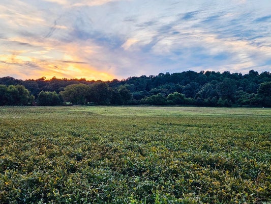 207 COUNTY ROAD 478, RECTOR, AR 72461 - Image 6051b9407635a23eddbf2d076d0e2907/3106563022