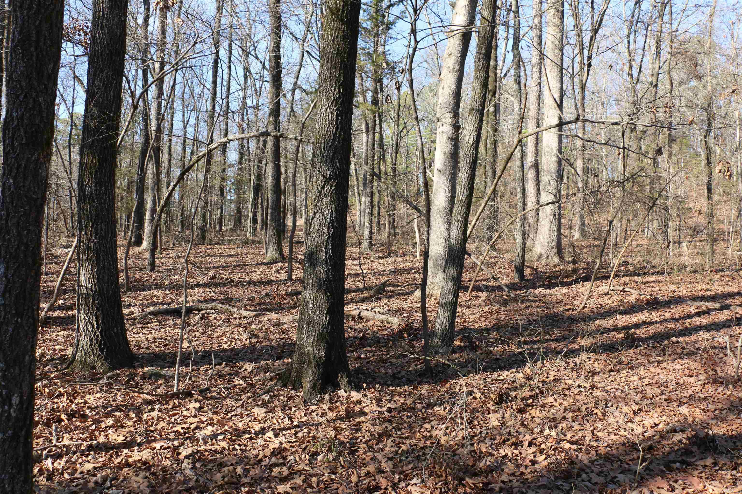 Chelsea Glade - Land