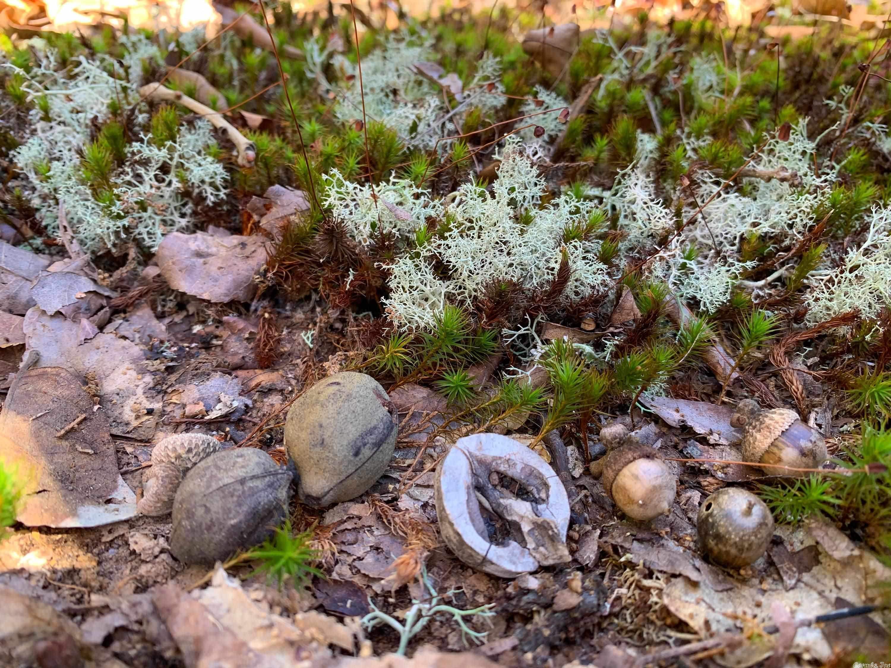 Metes & Bounds - Land