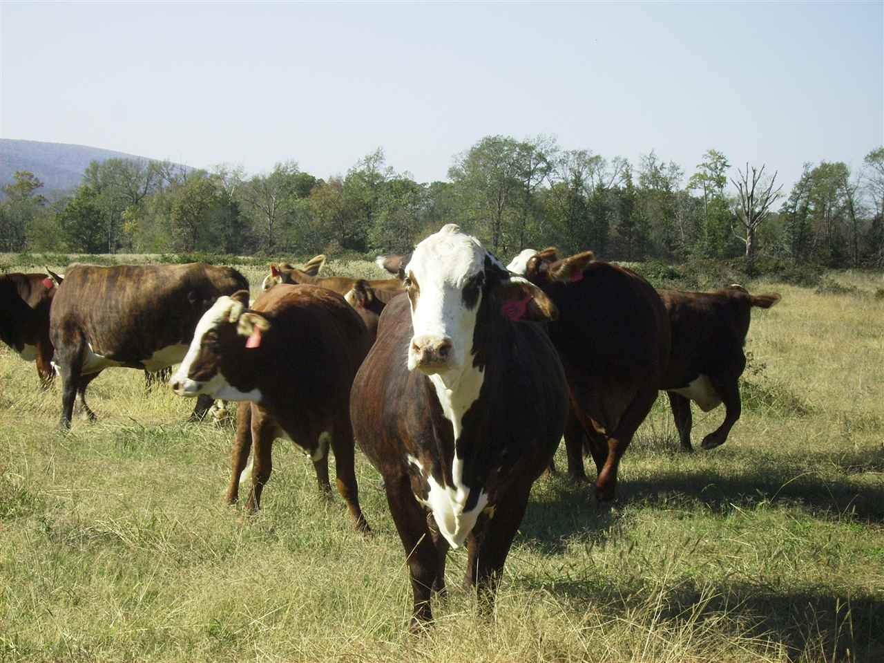 Buyer hired agent to find him a turn key cattle ranch