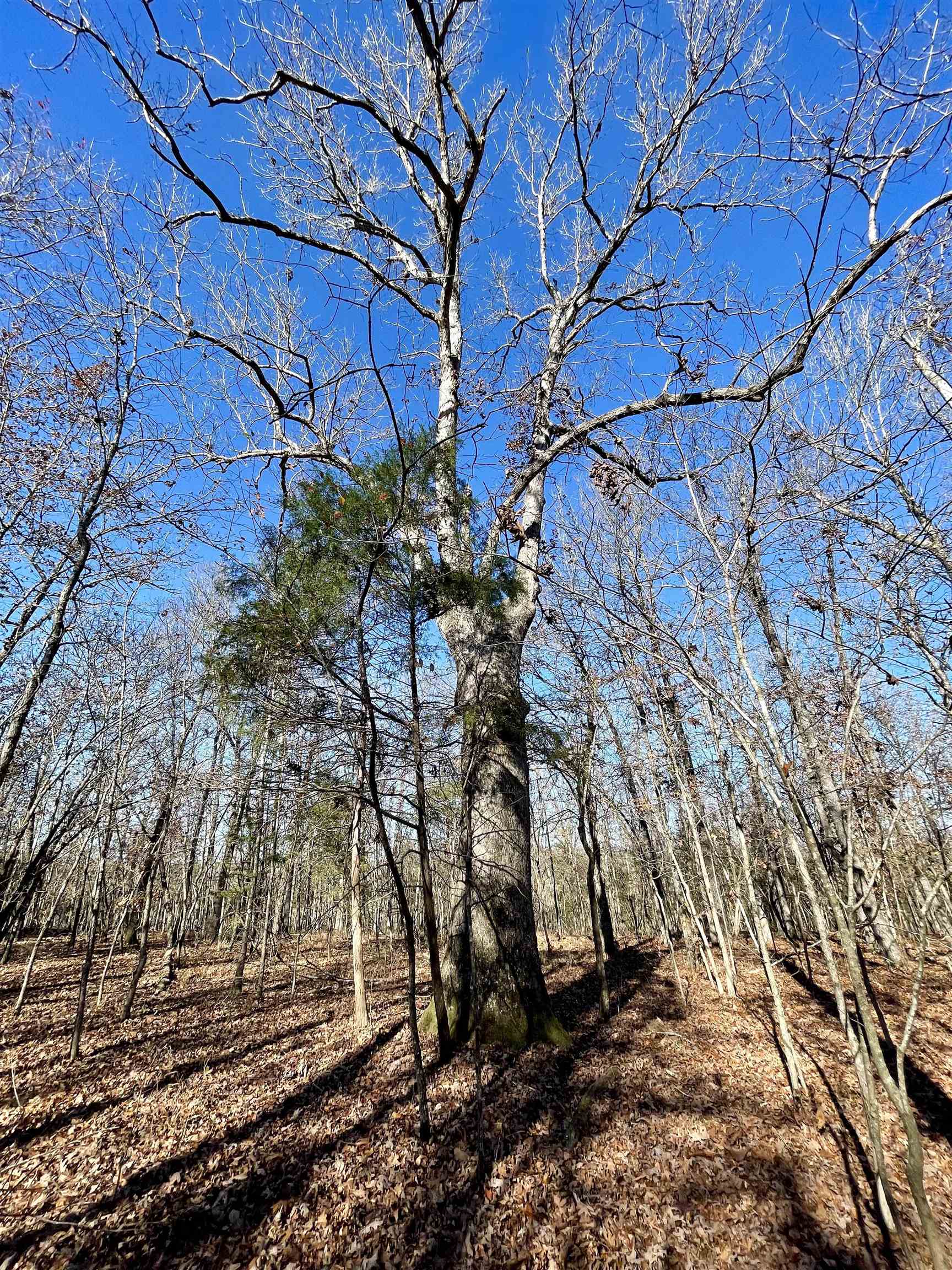 Metes & Bounds - Land