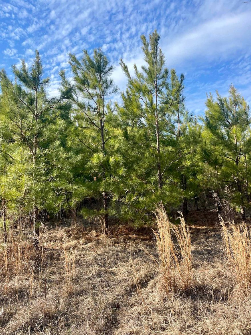 18 acres of serene rural land with county road frontage, featuring an 8-year-old pine plantation, perfect for timber investment or recreational use. The property includes a deep well (condition unknown) and offers endless potential for building, homesteading, or outdoor activities. Nestled on a peaceful backroad, this land provides the perfect escape while remaining accessible. Whether you’re seeking privacy, a timber asset, or a place to create your dream retreat, this property is a rare opportunity. Call today! CUSTOM FIELDS