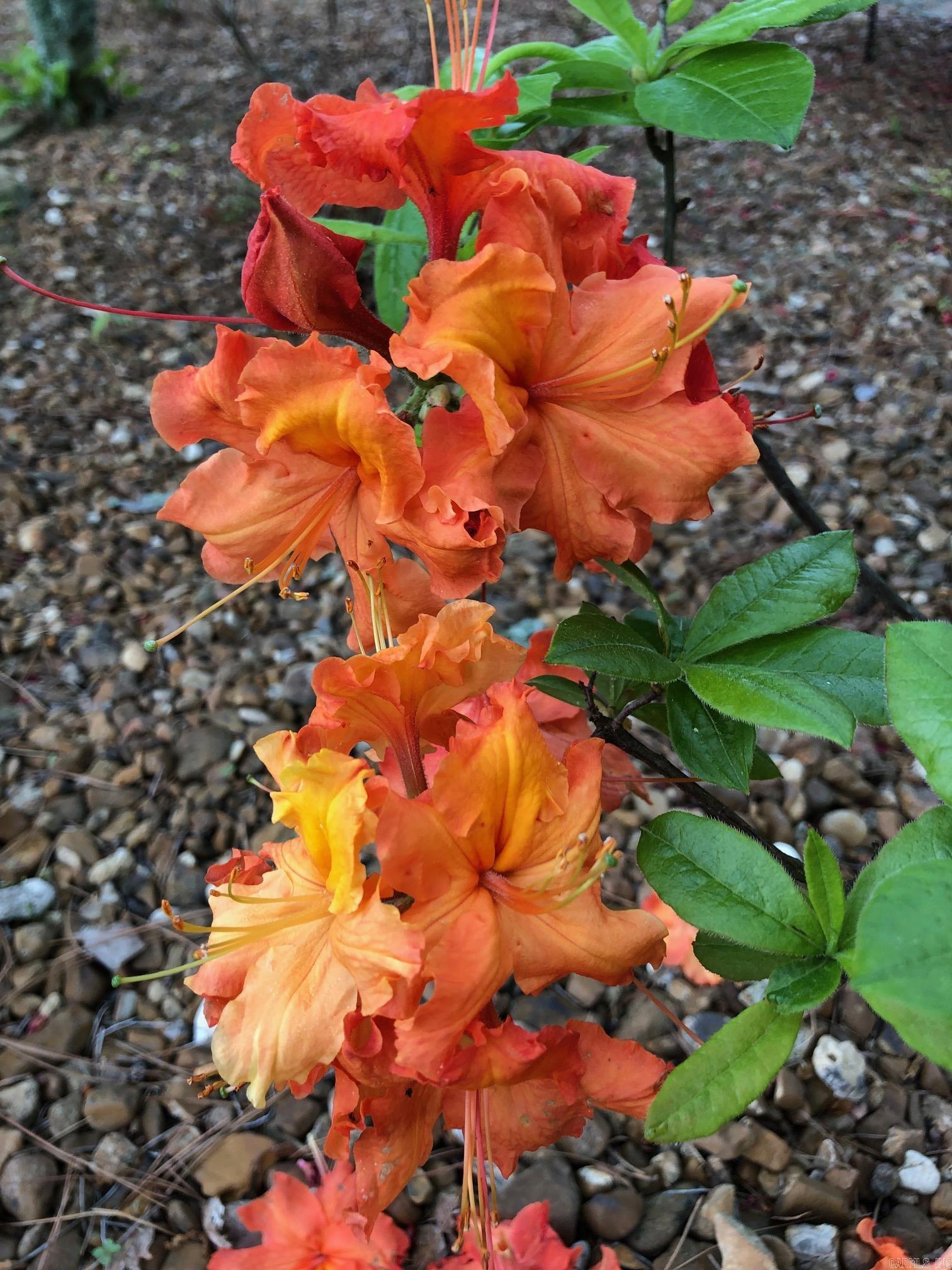 INDIAN HILLS - Residential