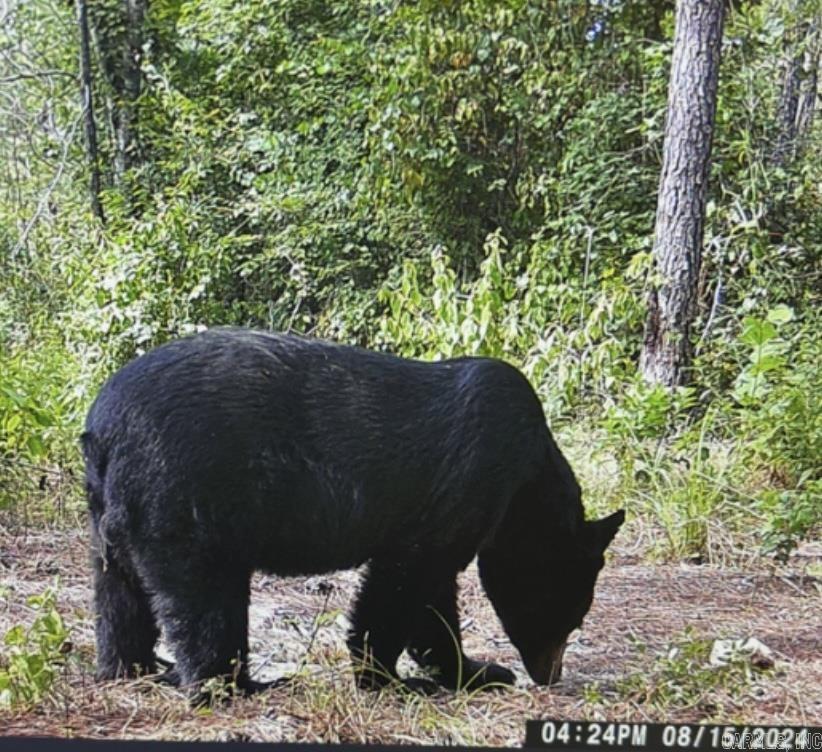 Metes & Bounds - Farm