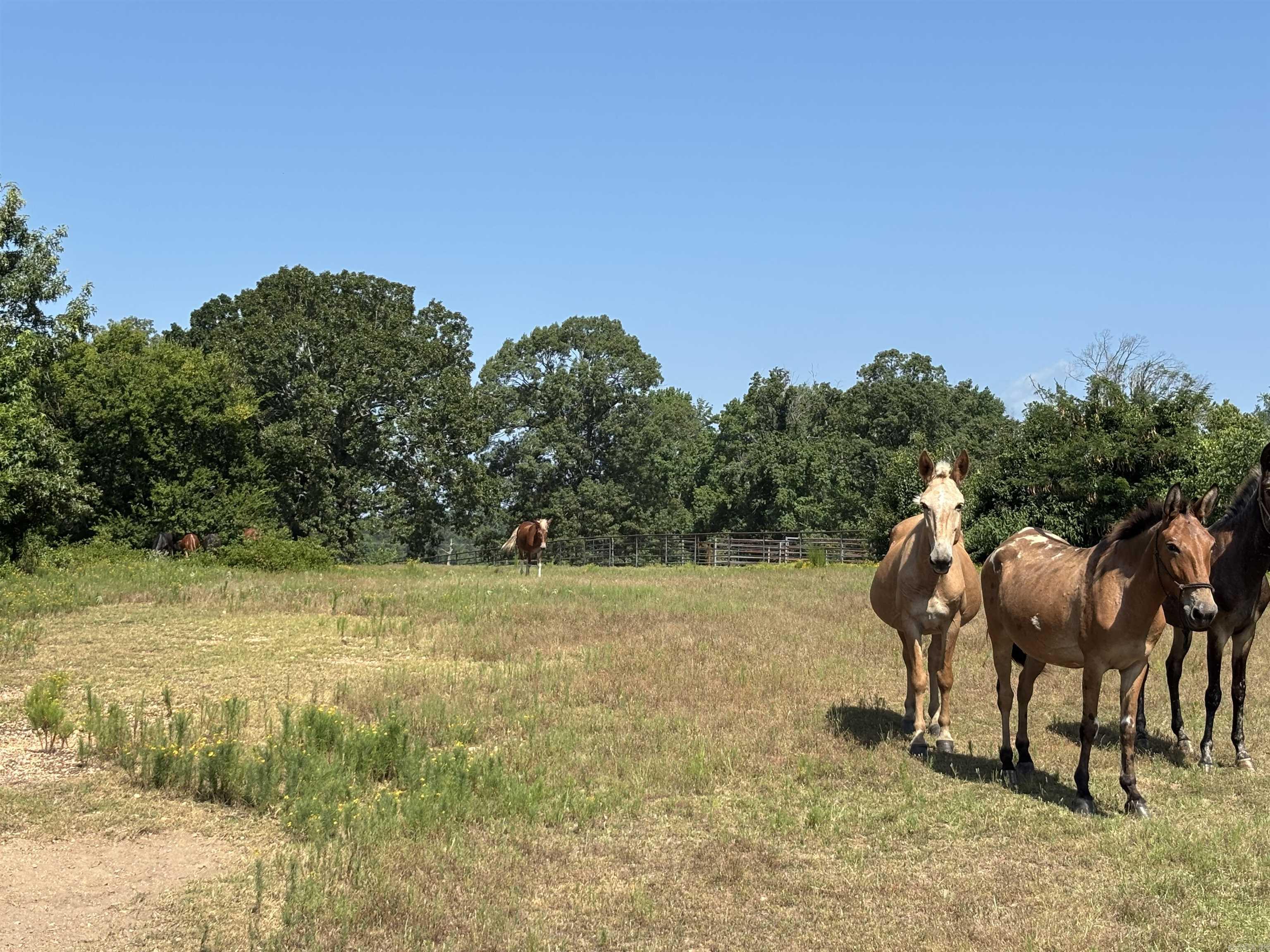 Metes & Bounds - Land