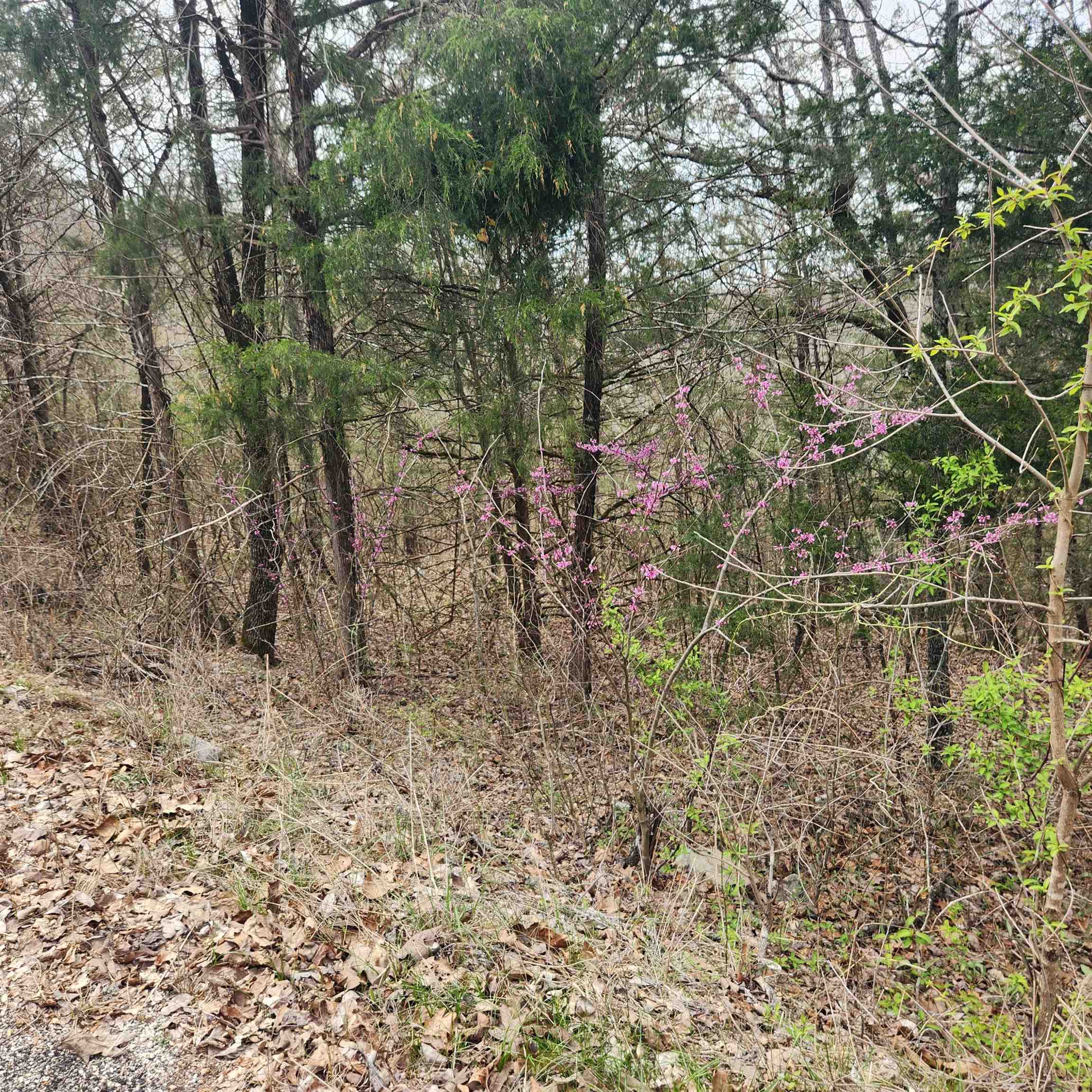 Chickasaw First - Land