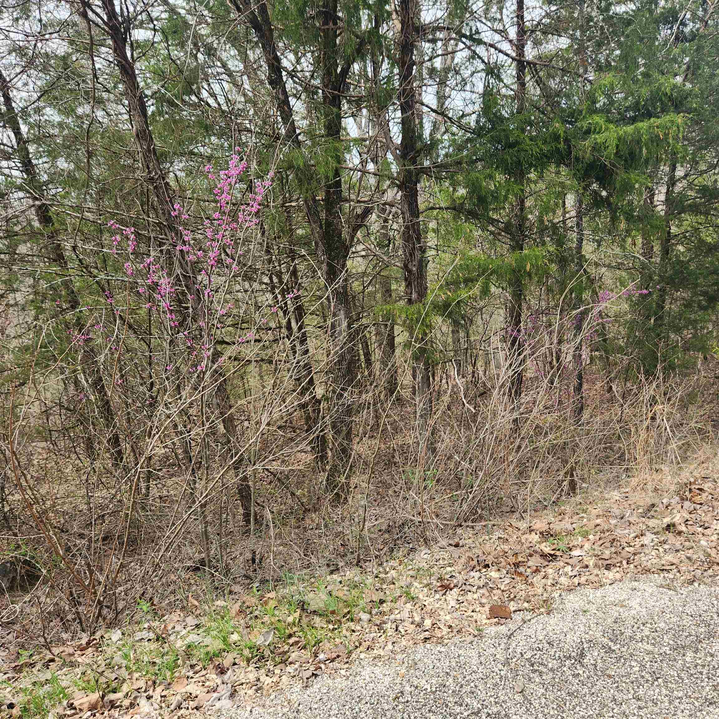 Chickasaw First - Land