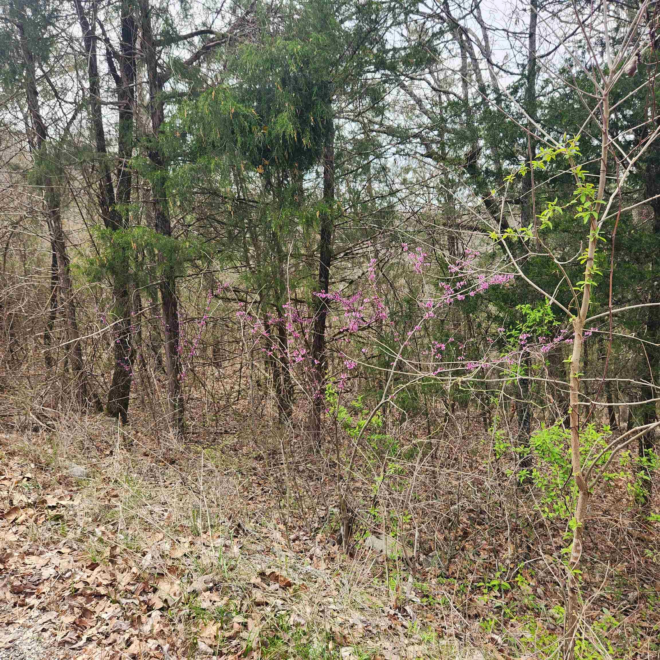 Chickasaw First - Land