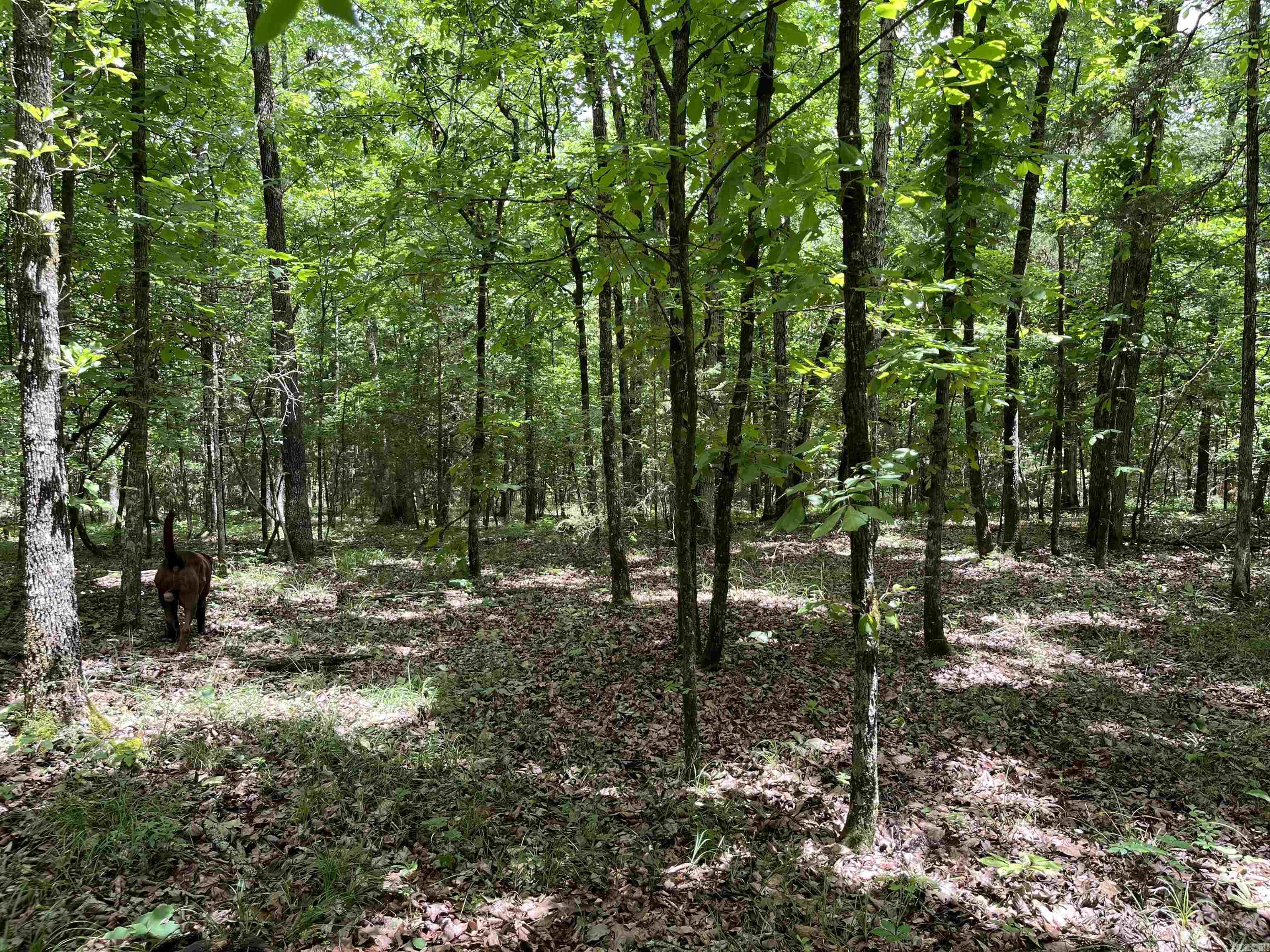 Metes & Bounds - Land