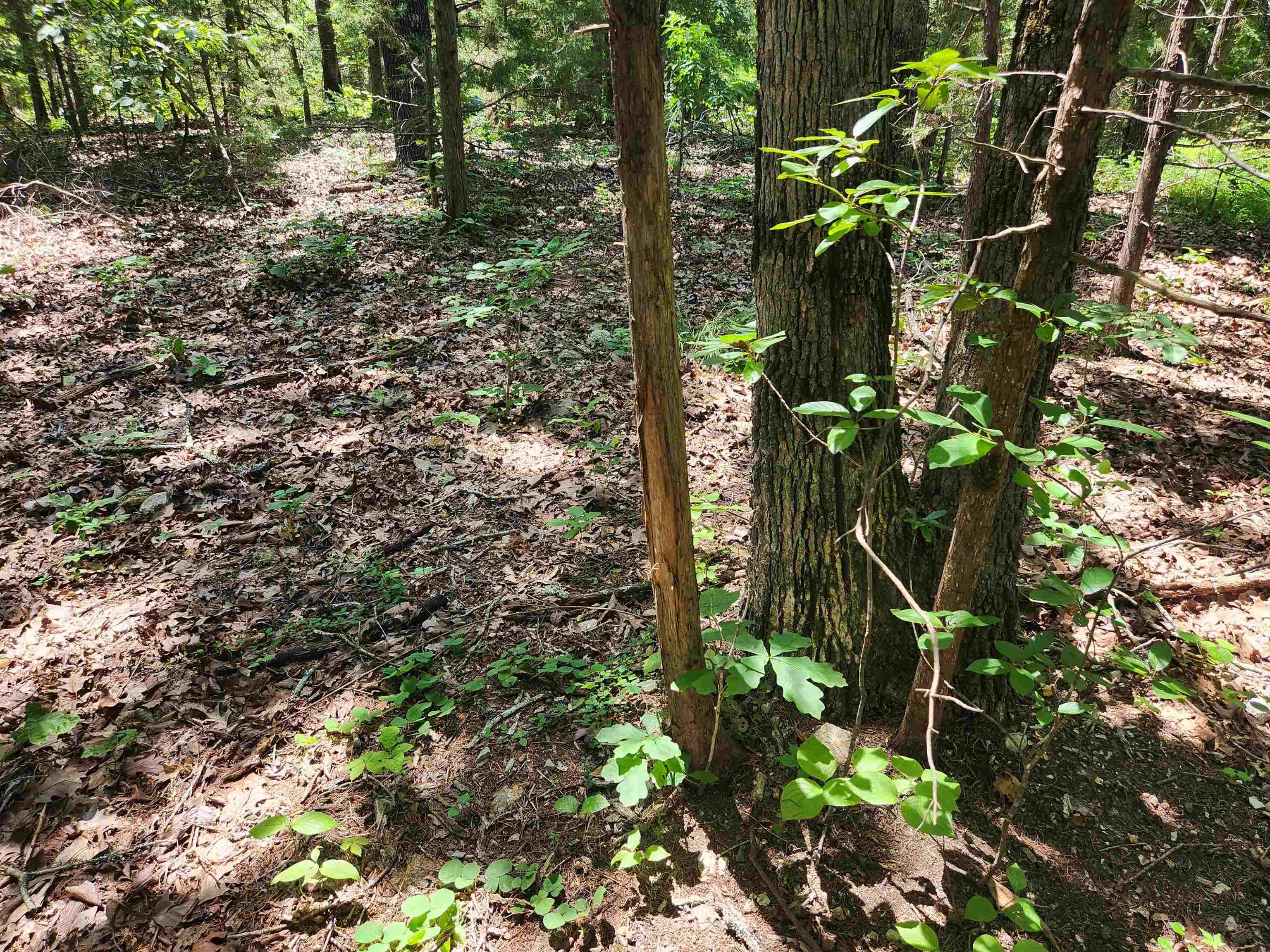 Cherokee Village - Land