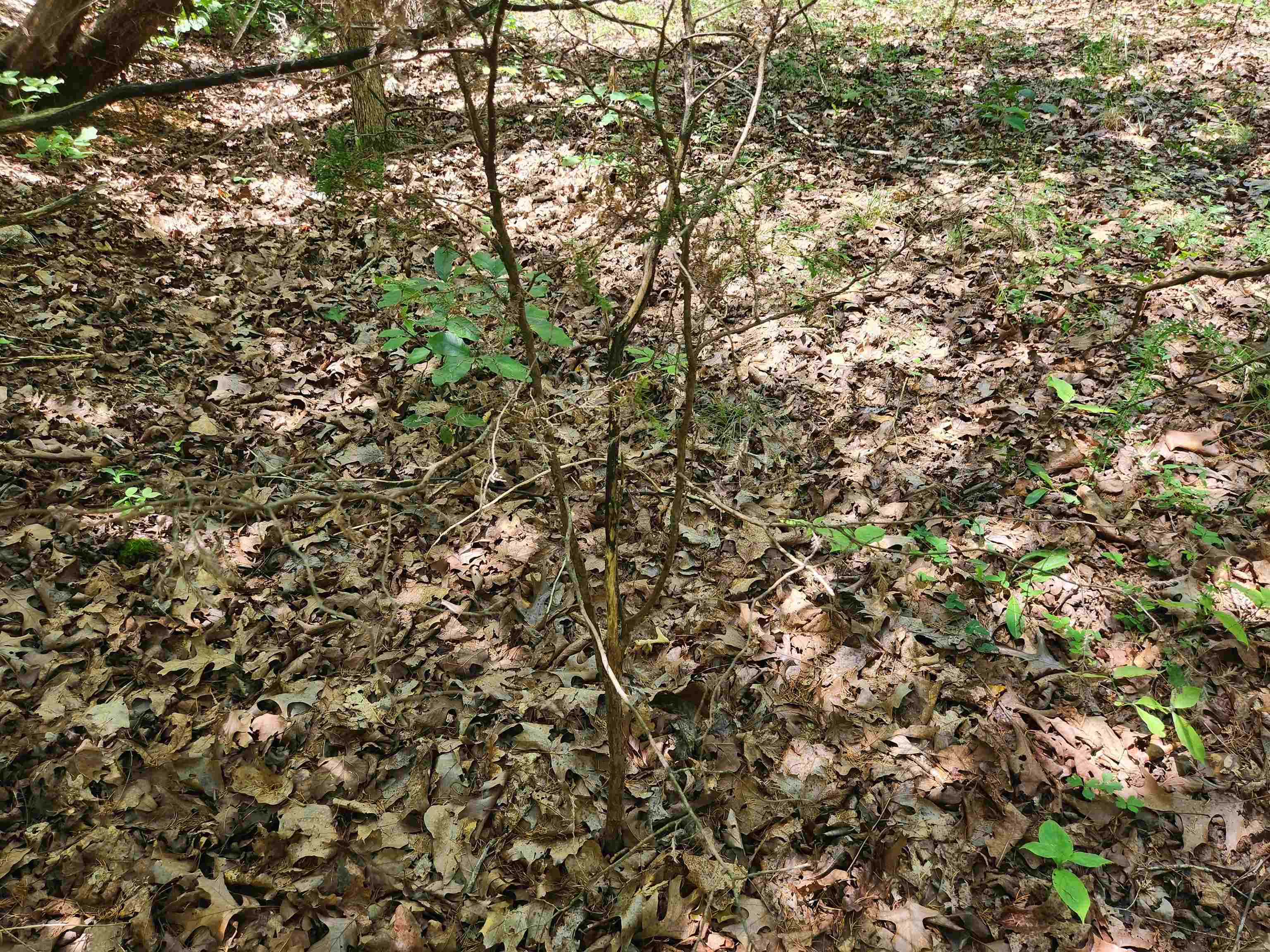 Cherokee Village - Land