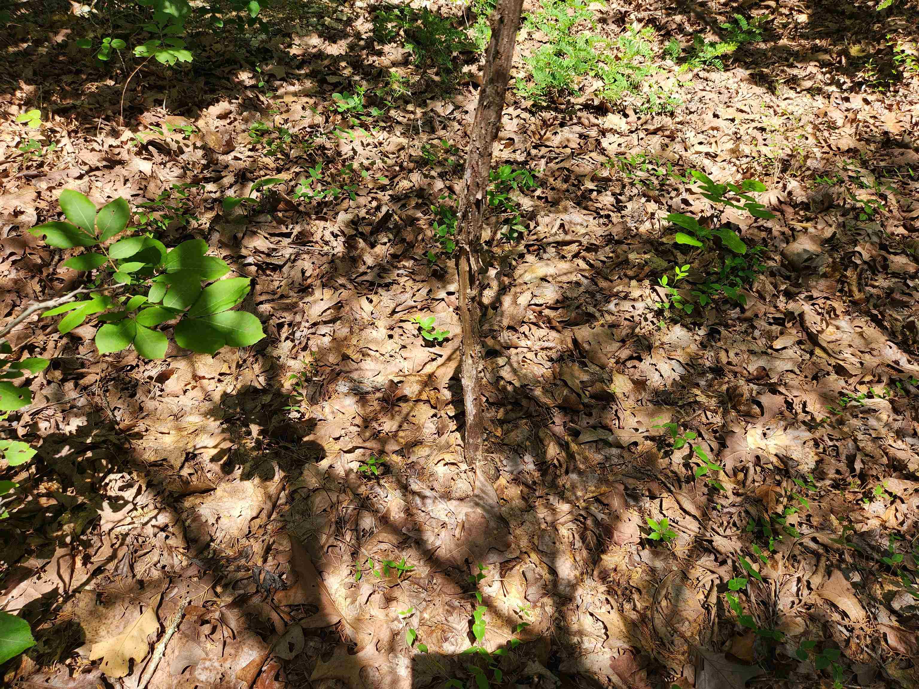 Cherokee Village - Land