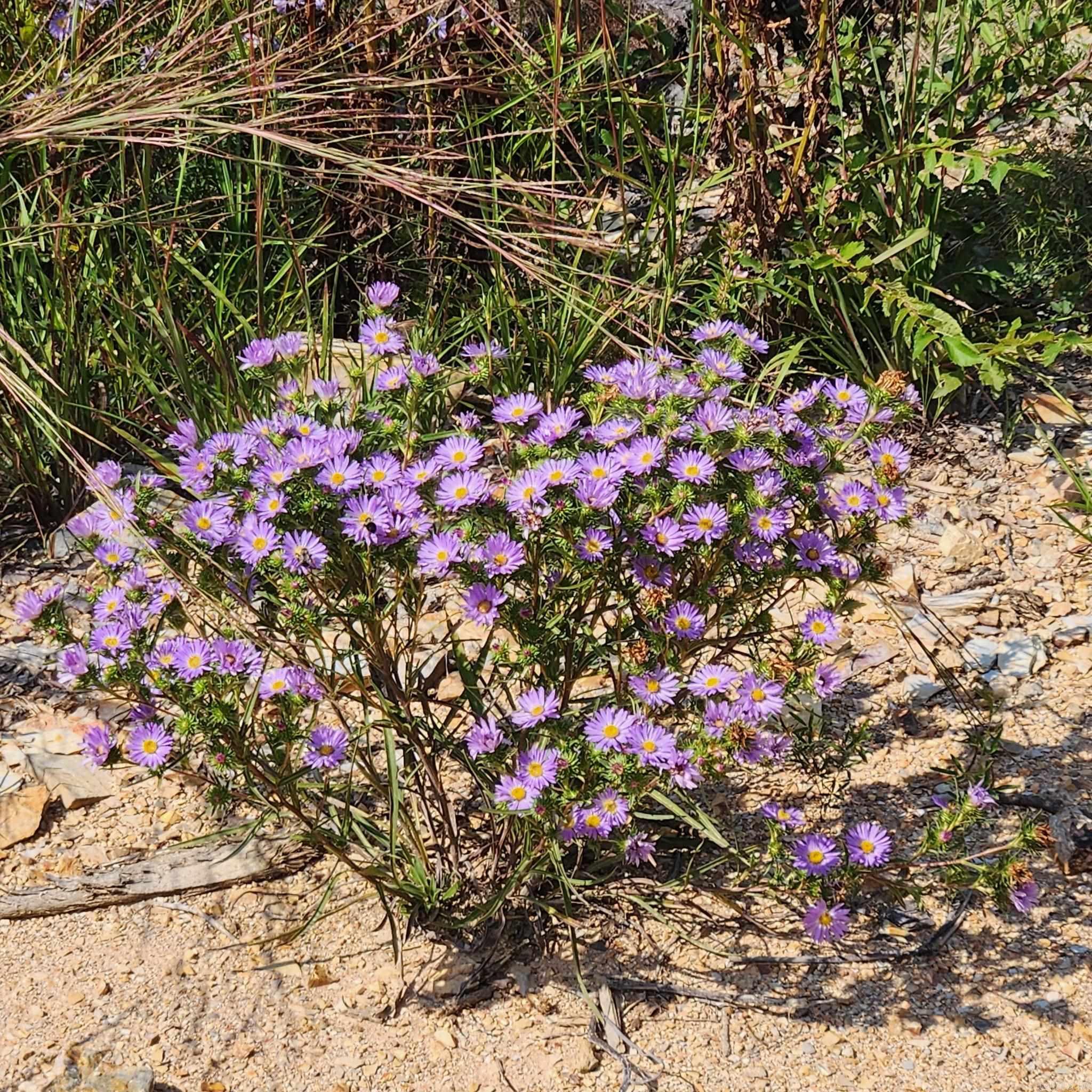 Big Fork Area - Farm