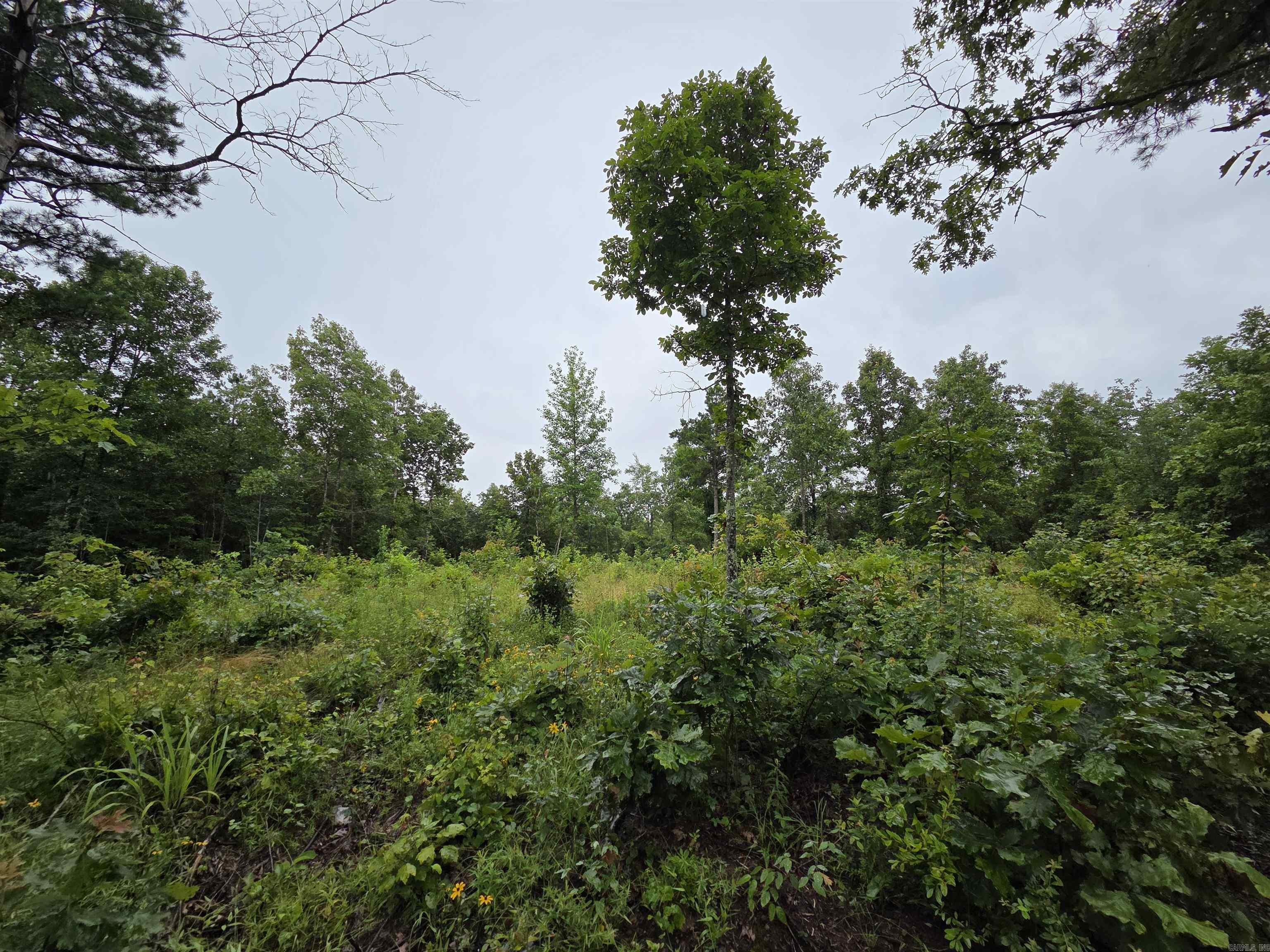 Nice location, just 1.5 mile off of Hwy 65 in Dennard. New circle driveway w/ culverts. Trail through some of the property. Fantastic topography that will allow for some gorgeous mountain views (with trees cleared). Utilities at the road, including fiber internet. Mineral rights convey. Close to Archey Creek, Buffalo River, and Greers Ferry Lake. Call for more information and to schedule a tour.