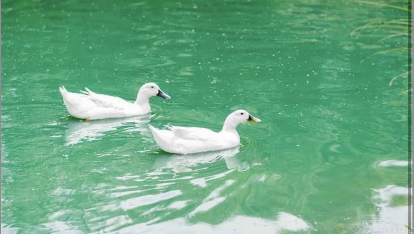 North Haven Phase 1 - Residential