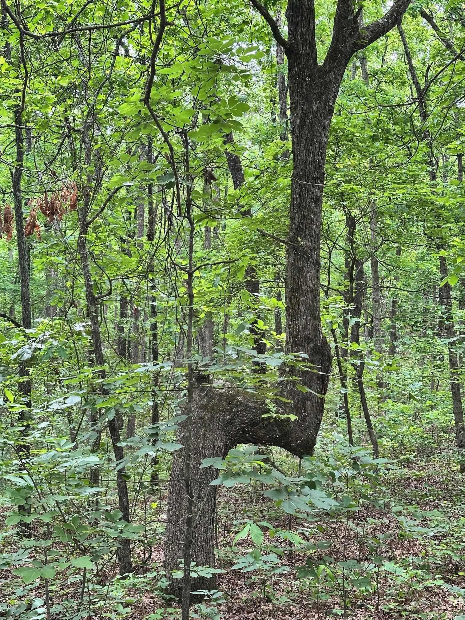 Pryor Mountain Estates - Land