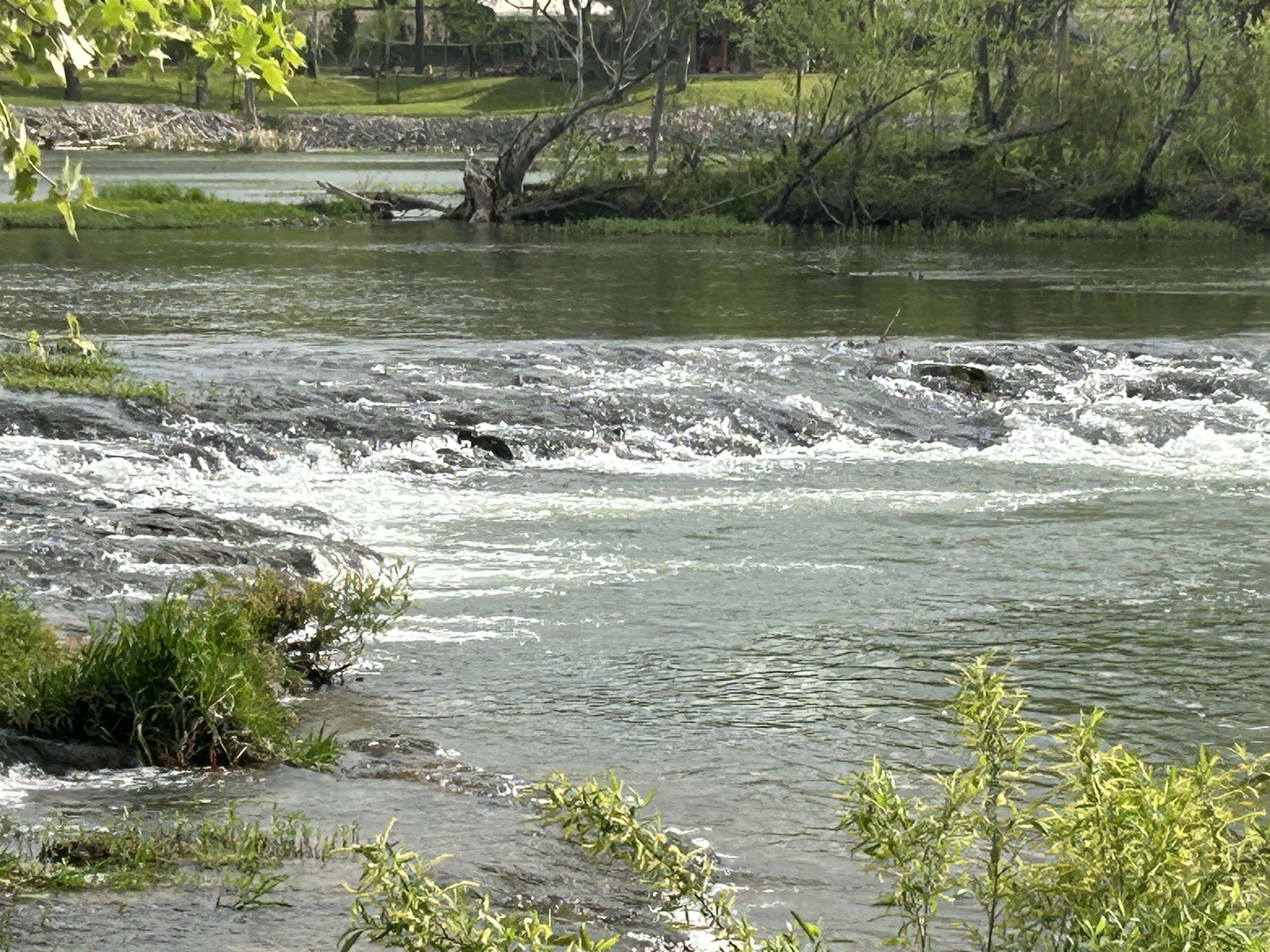 Original Hardy - Commercial Sale