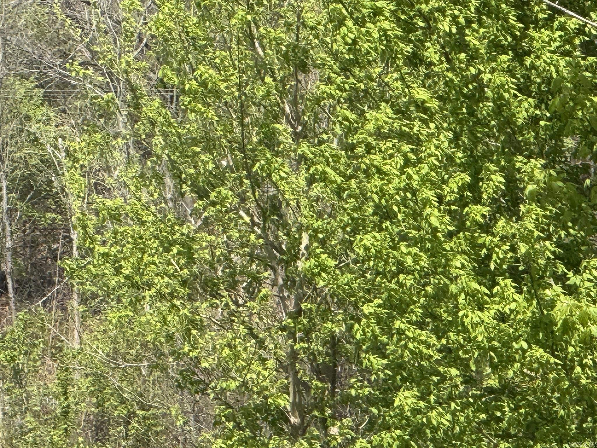 EAGLE BOTTOMS - Land