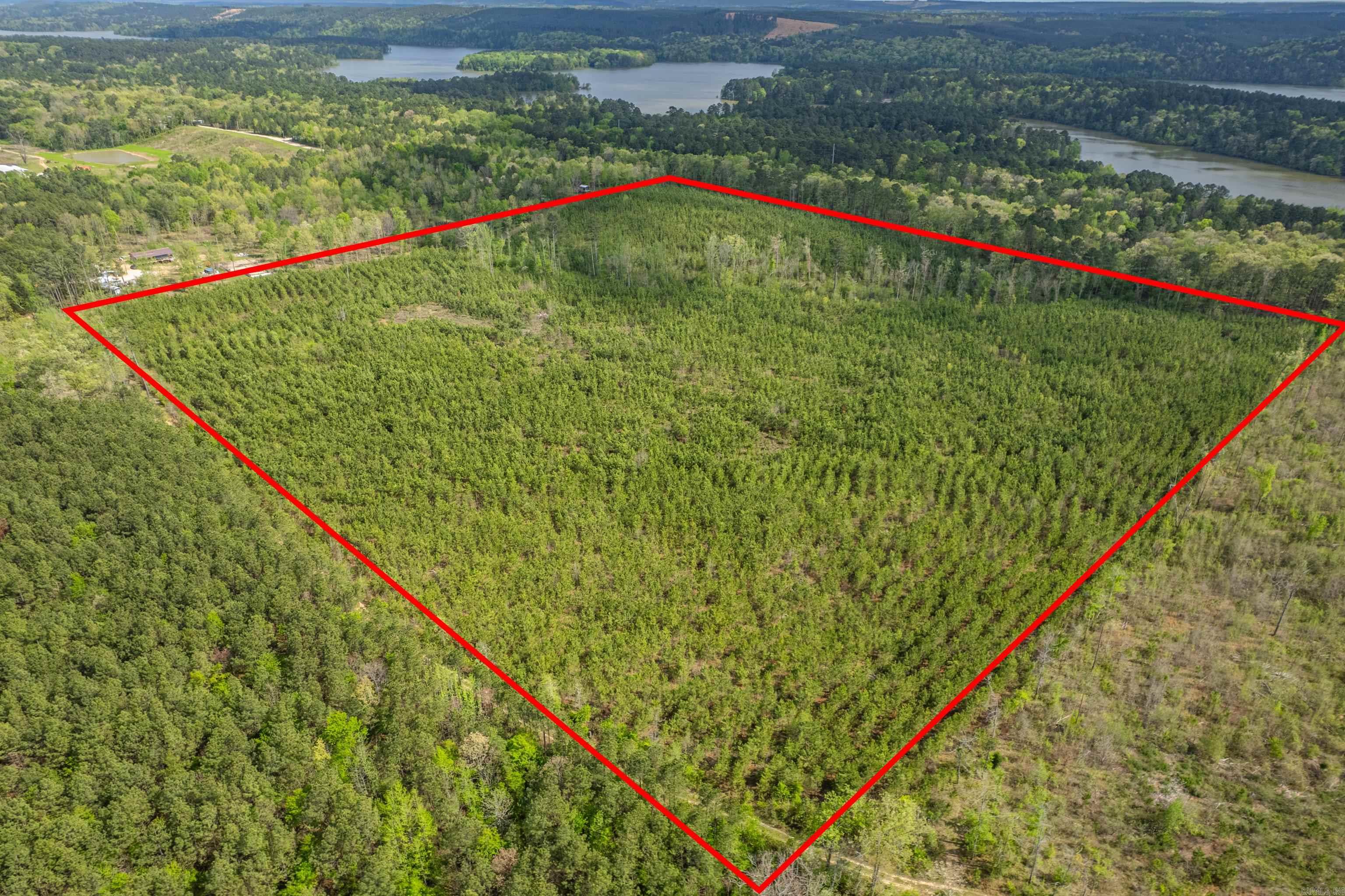 If you are look for an investment property and a piece of hunting ground to call your own this one is it. Watch your Pine timber grow as you enjoy the property. This 40 acres was replanted 5+ years ago and has a great stand of timber. One of the best features of the property is that you join Lake Degray Corp. land. So you have access to this property to hunt and explore.