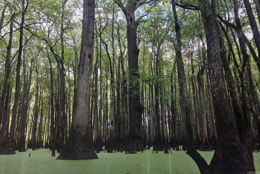 This is one you’ll want to see! Pictures don’t seem to do justice to the sprawling trees, beautiful water and abundant wildlife that makeup this gorgeous property. Recent upgrades to the property include a 12ft culvert and gravel drive for easy access, a shipping container has been placed to add secure storage and the possibility for future on site lodging, along with a trail cleared through the property to a newly constructed duck blind. There’s lots to love about this great piece of the natural state!