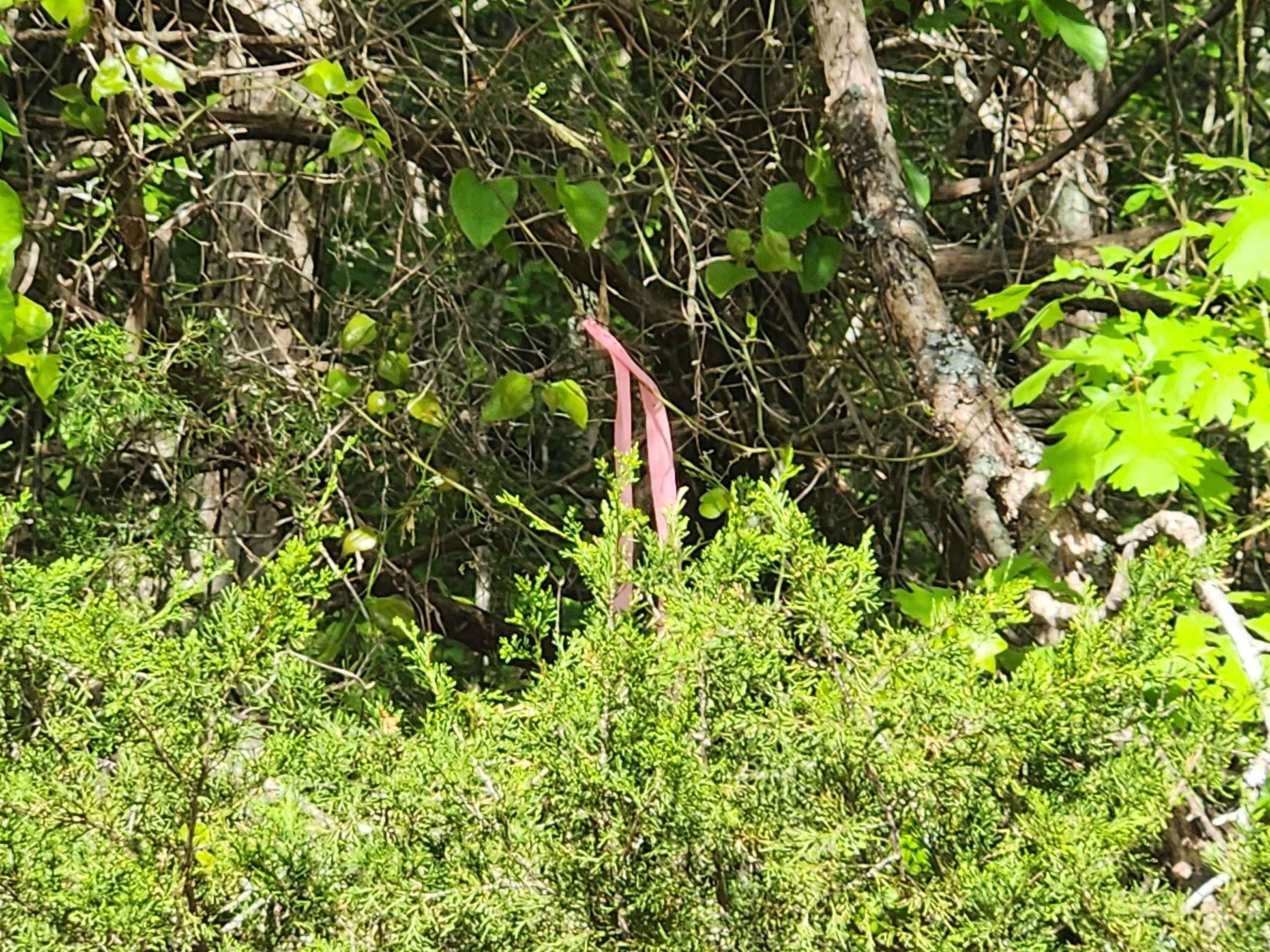 Wolf Hollow Unit 3 - Land