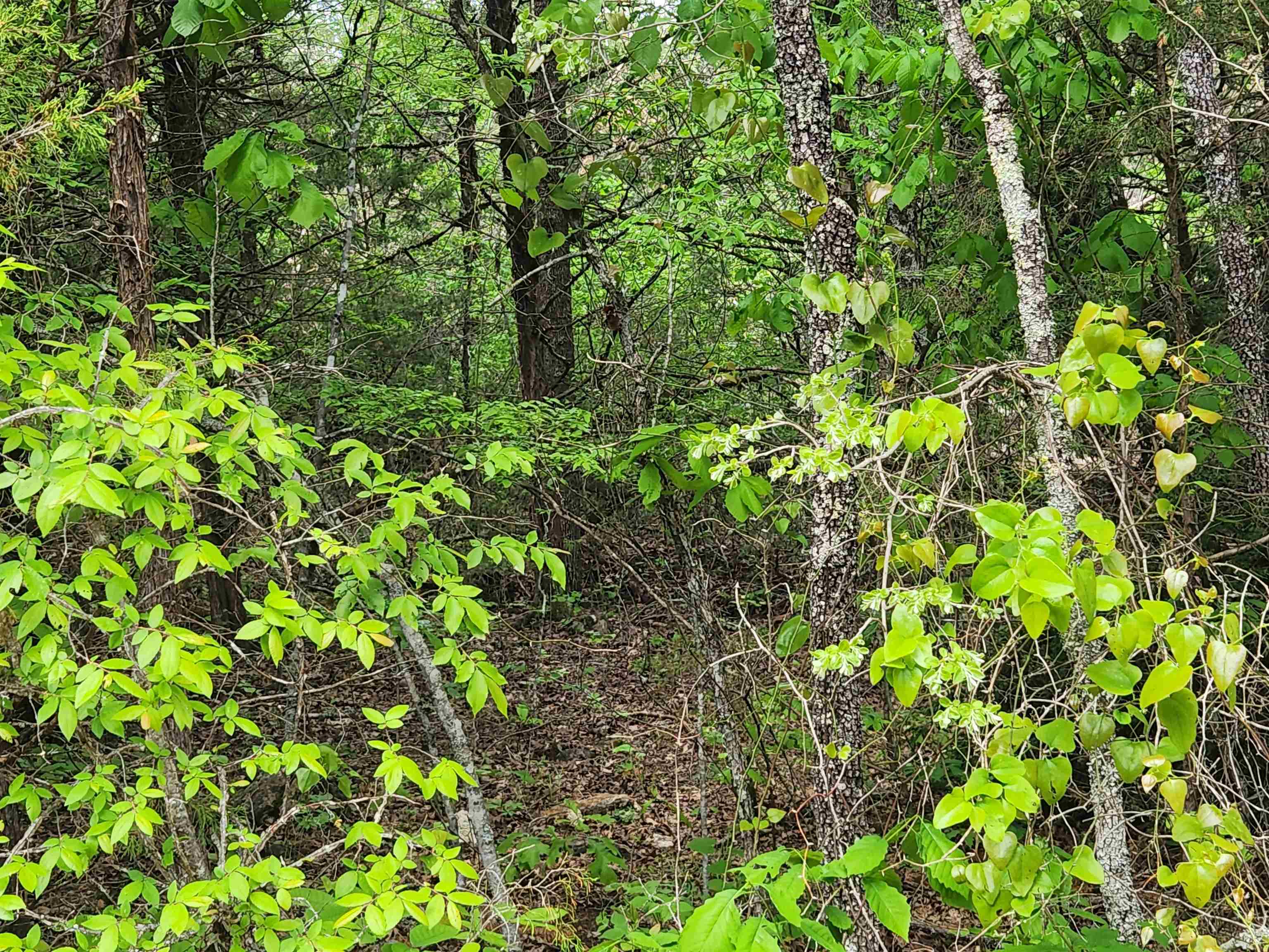 6.29 +/- Acres M/L of beautiful woods to build your hunting camp, homestead cabin or forever home. This property is located on Strawberry Valley Rd. Out of the city limits just off of Hwy 56. Beautiful woods that is full of trees. Mature trees, cedar, several types of oak, etc. This is a nature loverās dream. This land would make for great off grid living. Secluded, wooded and loaded with game makes it great for hunting or just watching nature from your 6.29 acres of Heaven on Earth What more could you ask for? Come see this wonderful property for yourself and pick your spot for your new homestead.