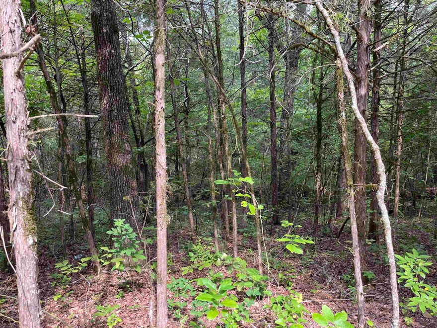 Vacant unimproved lot