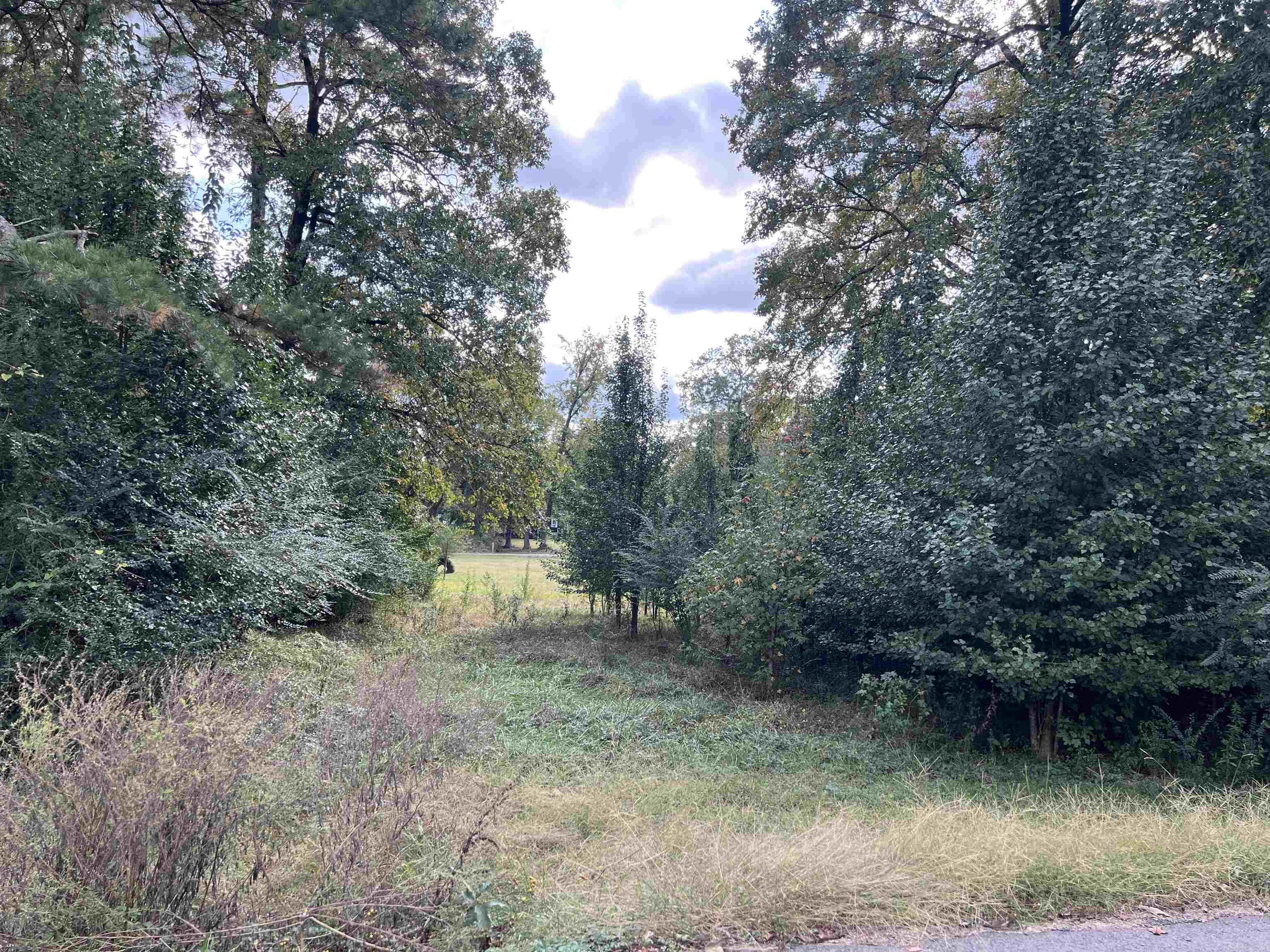 Mountain Pine - Land