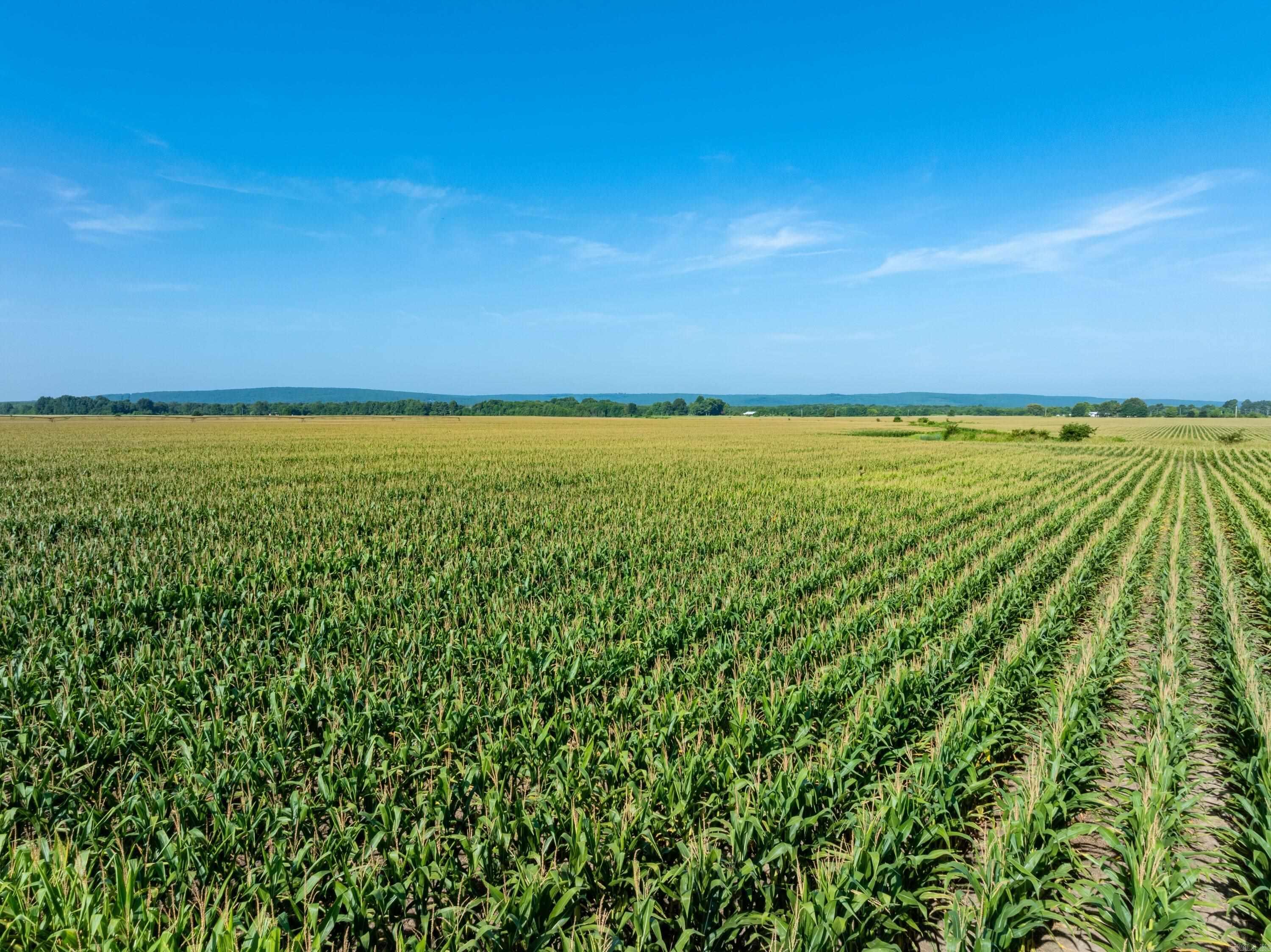 Incredible opportunity to own 850± acres of highly productive row crop farmland with exceptional hunting in Independence and Jackson Counties, Arkansas. This farm offers approx. 630 tillable acres, with additional acreage that could be converted back to cultivation. Some fields have been leveled in the past, and with light dirt work—including three new wells—much of the remaining ground could be made row-irrigated. Located just 2 miles from the White River, this property also lies in a prime mallard flyway, offering excellent duck and deer hunting. A 30± acre reservoir, natural sloughs, and timber pockets provide ideal wildlife habitat. Large whitetail bucks are common, and the farm rarely floods—keeping game on the land year-round. Highway 367 runs through the farm, offering great access. The acreage is split by the railroad, with 160 +/- acres east of the tracks used primarily for hunting but suitable for conversion. Some land was watered by pivot in the past; dirt work and leveled fields make it easily adaptable for row water. Half the farm is currently planted in dryland corn, while the remainder is in prevent plant due to a wet spring—making it ideal for fall dirt work!