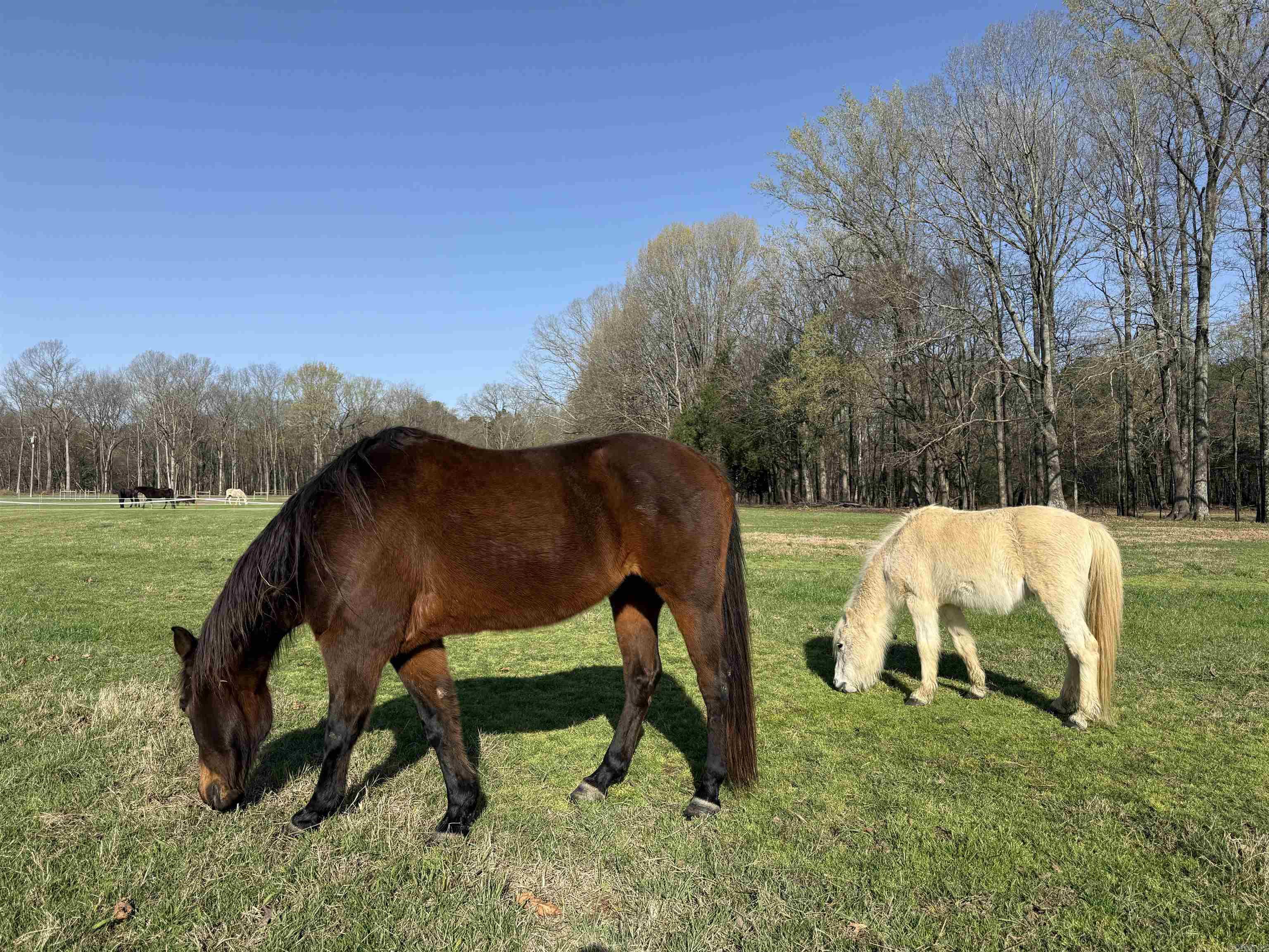 Metes & Bounds - Farm