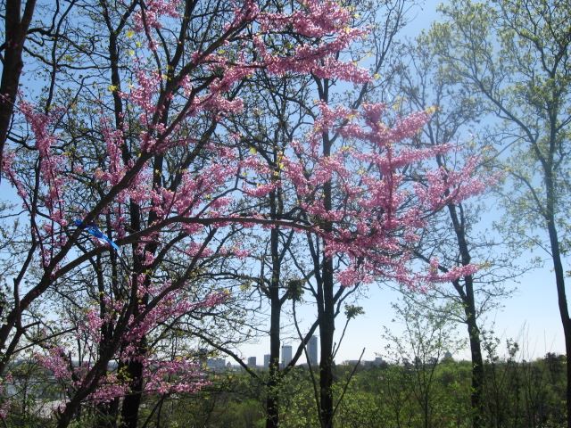 EAST PULASKI HGTS - Residential