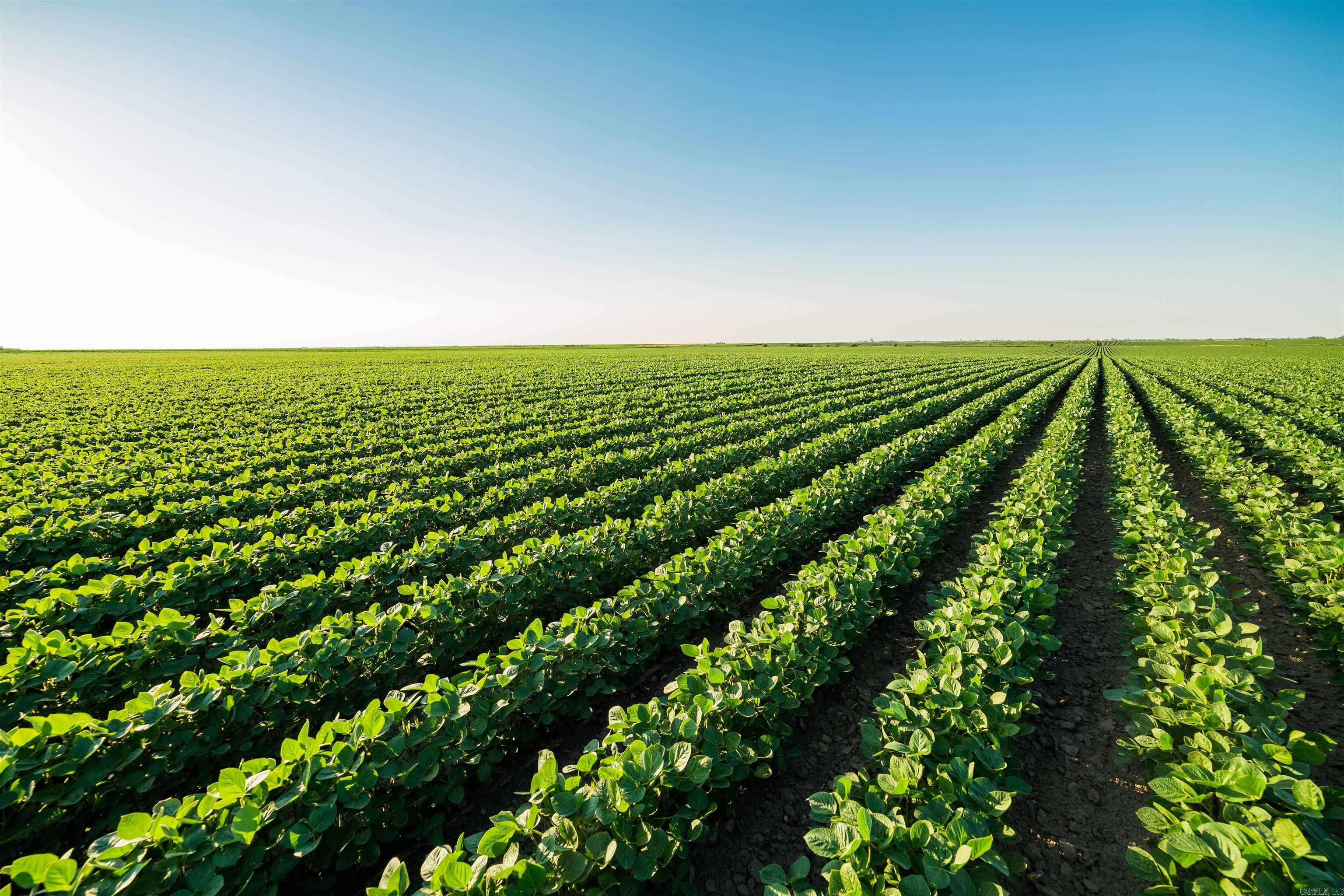 +/- 92 acres of irrigated farm land. Rice, soybean, and fallow crop rotation. Soils are a mixture of Perry Clay (56.7%) Portland Clay (26.7%) and Rilla Silt Loam (16.6%) with an overall NCCPI rating of 56.2%. SEE AGENT REMARKS.