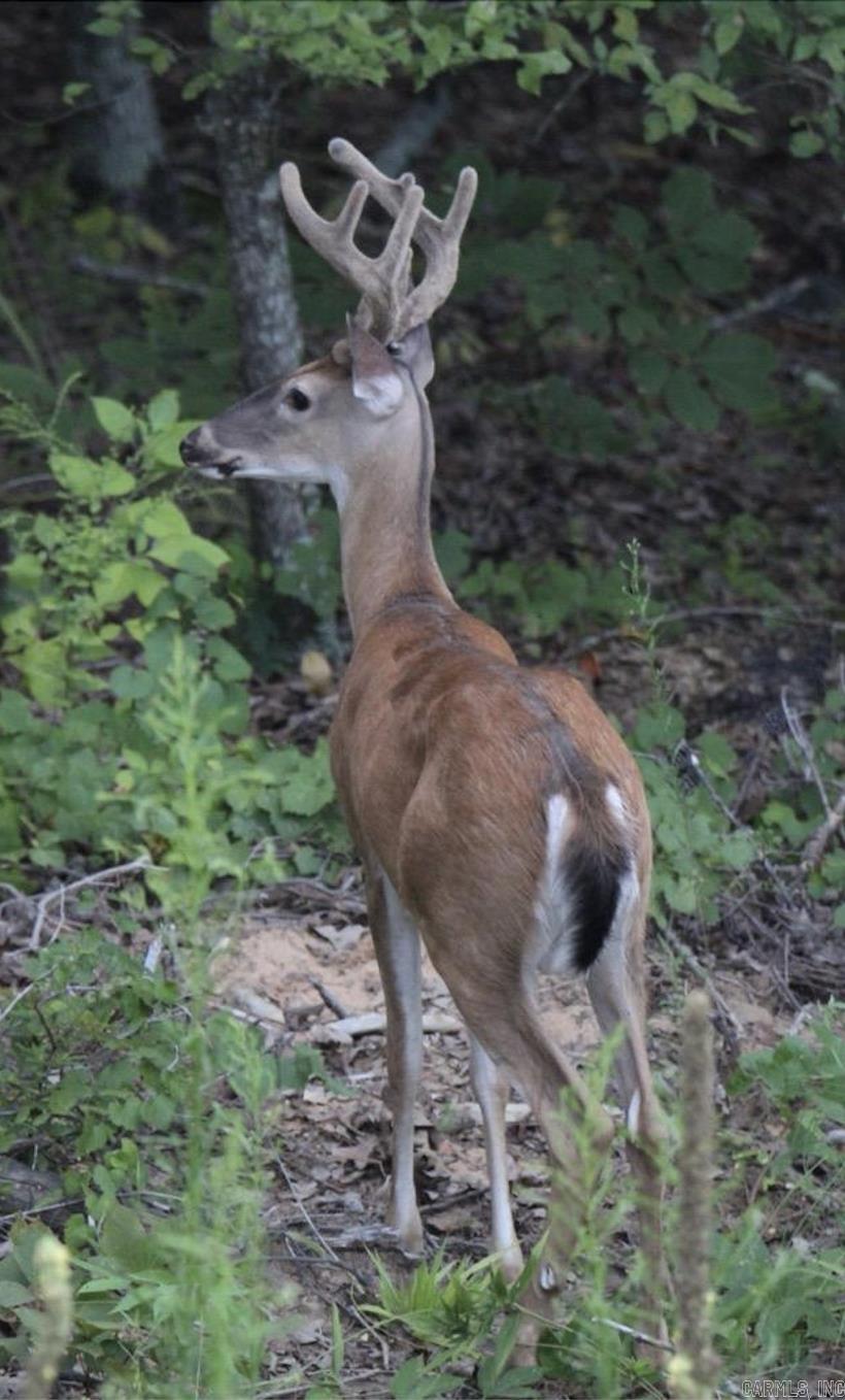 PINE VALLEY - Residential