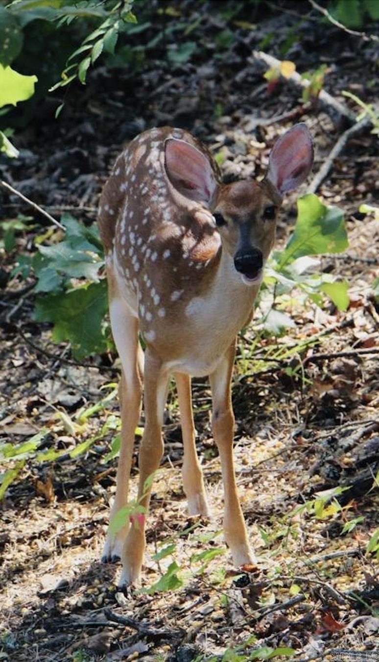 PINE VALLEY - Residential